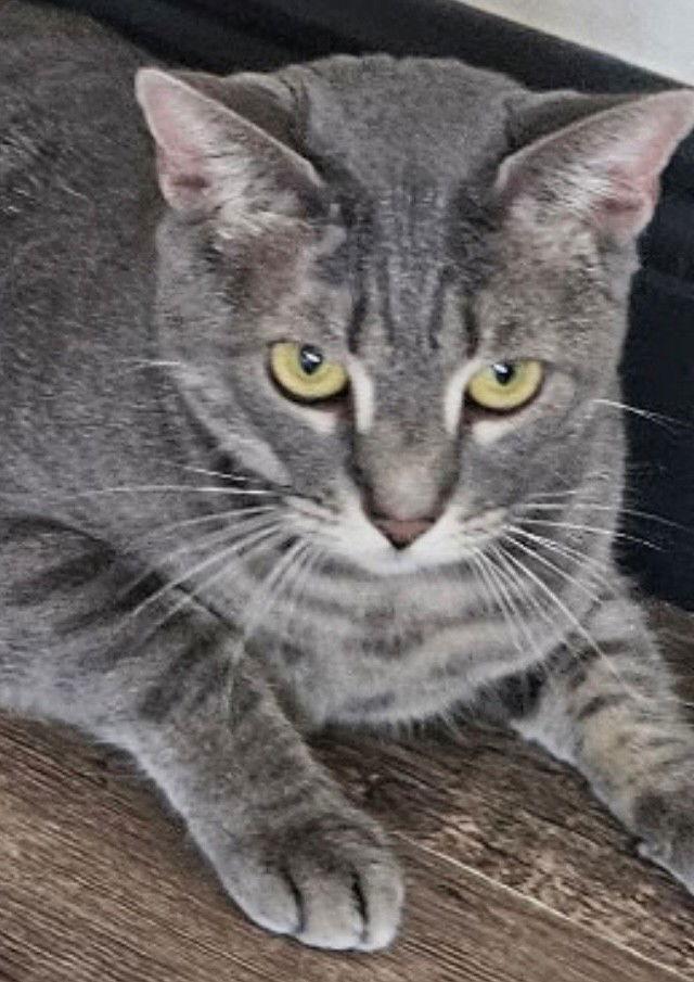 DAISY, Adoptable, Adult Female American Shorthair.