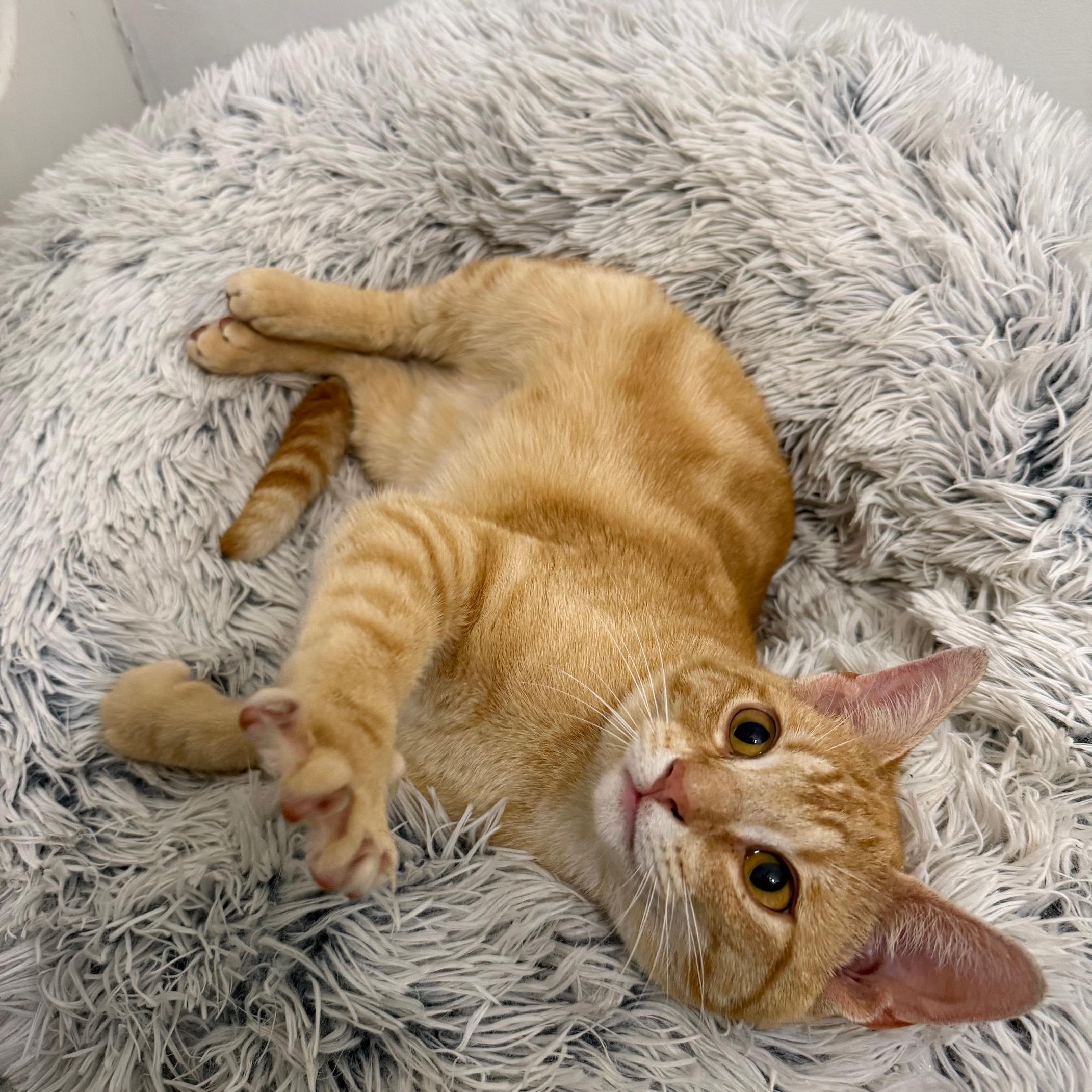 Enlarge Sprout, a ADOPTABLE American Shorthair in DICKSON, TN image 3/5
