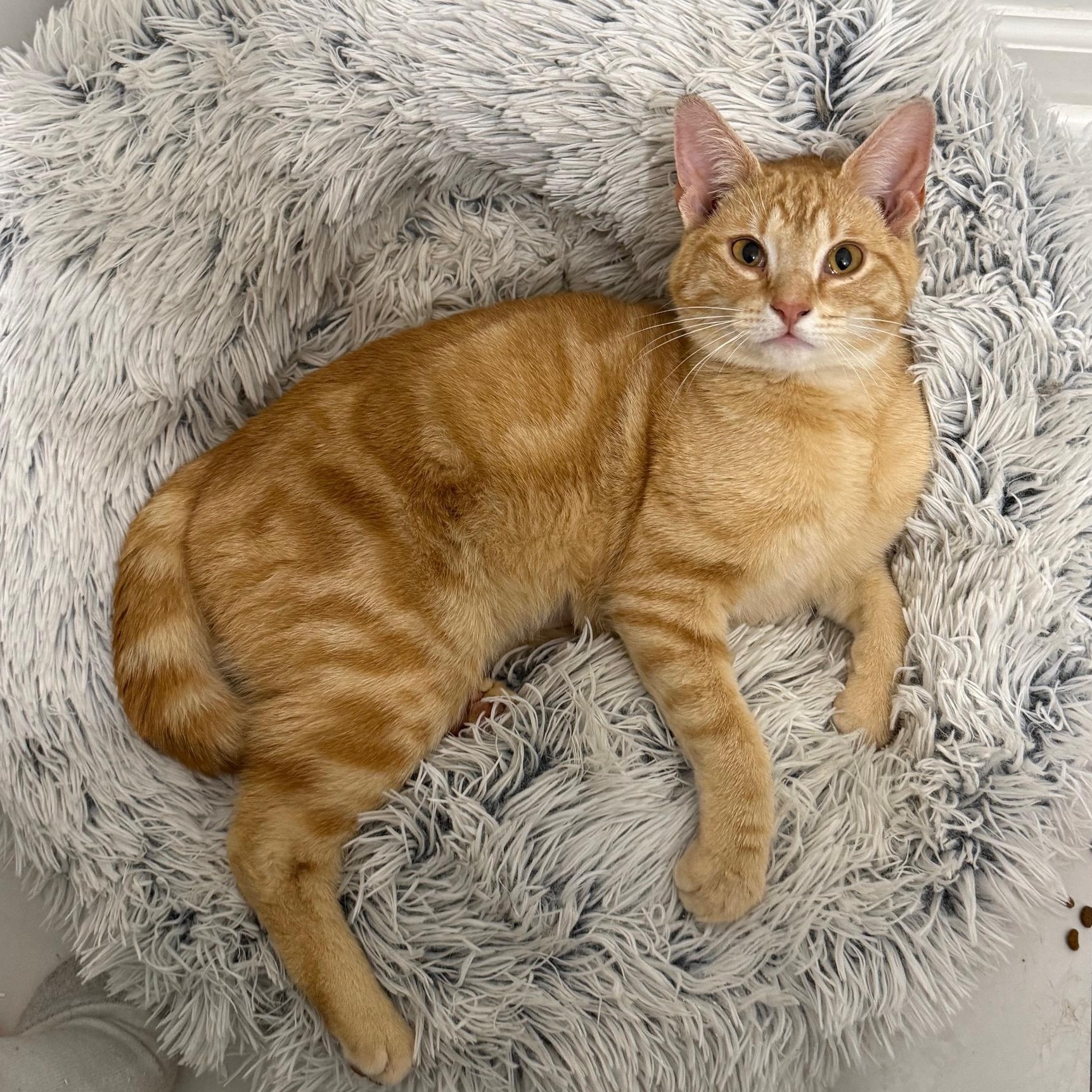 Enlarge Sprout, a ADOPTABLE American Shorthair in DICKSON, TN image 4/5