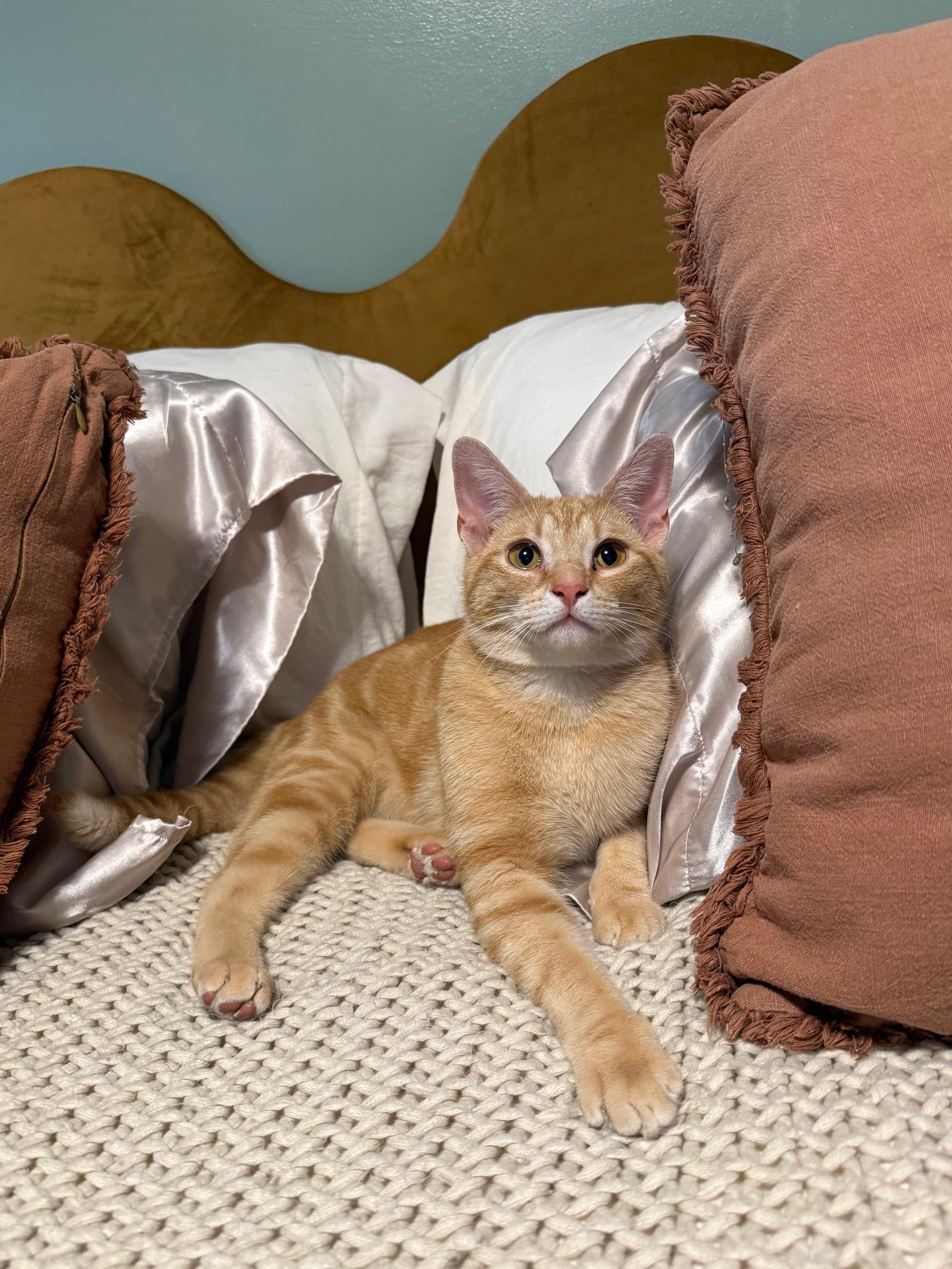 Enlarge Sprout, a ADOPTABLE American Shorthair in DICKSON, TN image 1/5