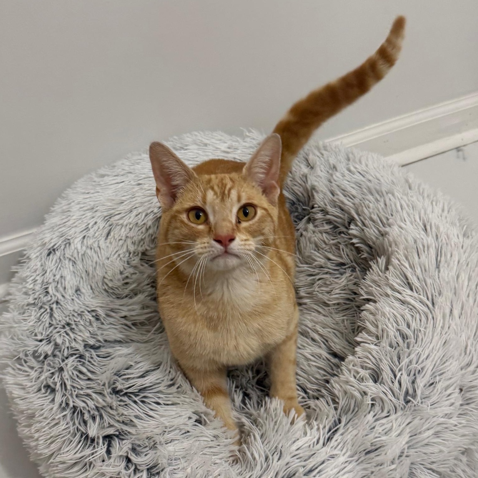 Enlarge Sprout, a ADOPTABLE American Shorthair in DICKSON, TN image 2/5