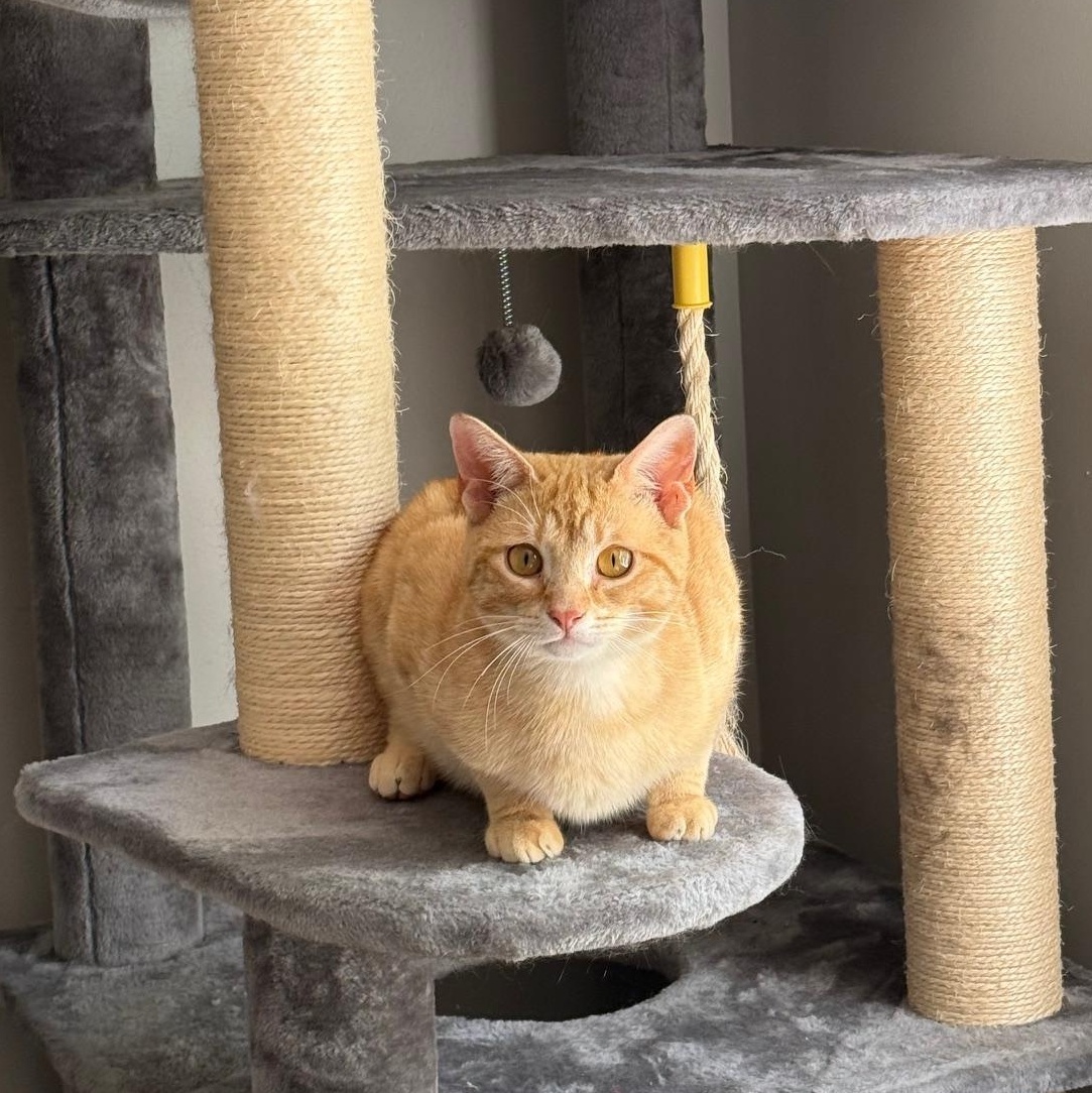 Enlarge Sprout, a ADOPTABLE American Shorthair in DICKSON, TN image 5/5