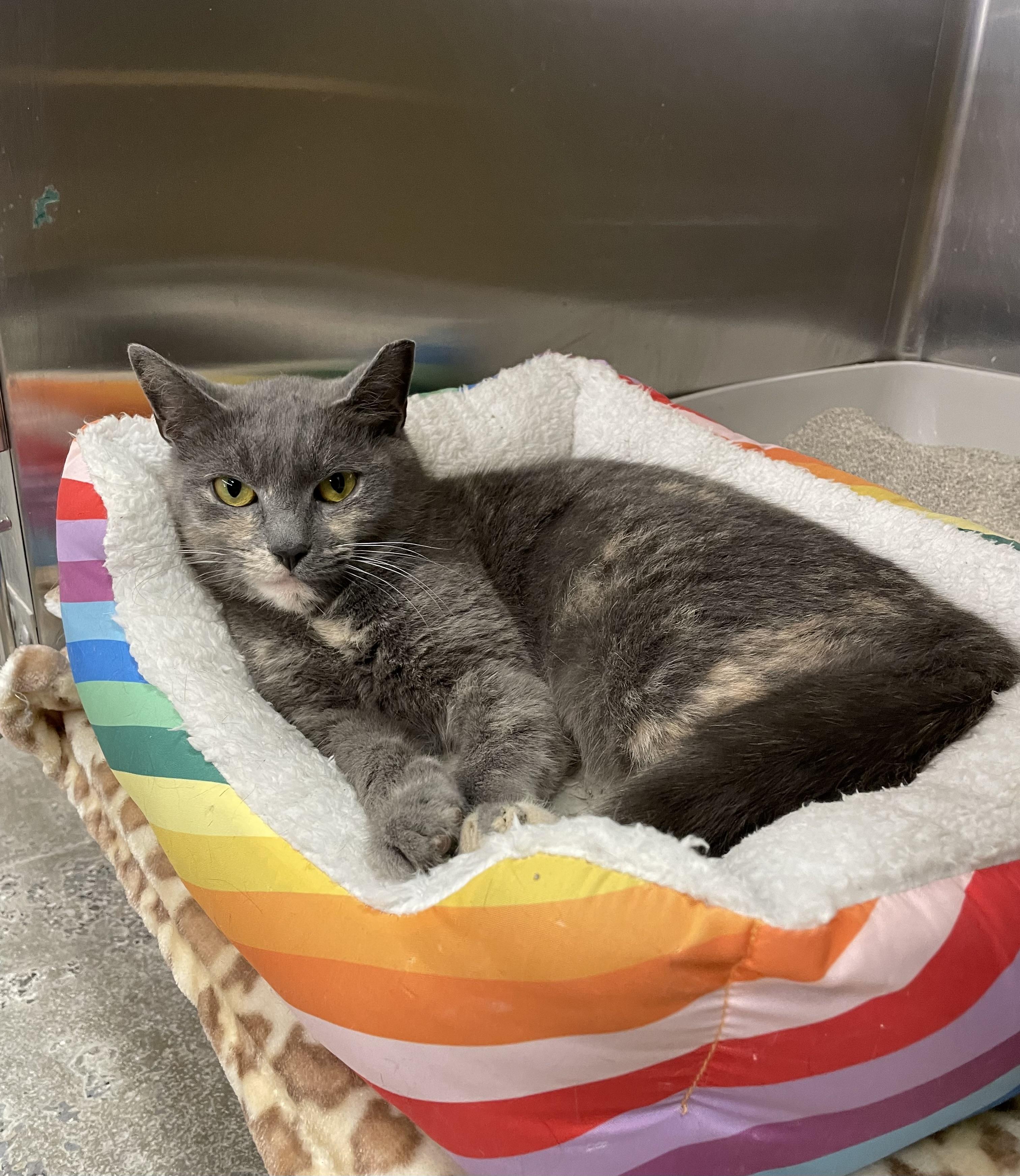 Delana, a Adoptable mixed breed in Columbia, SC image 1/3