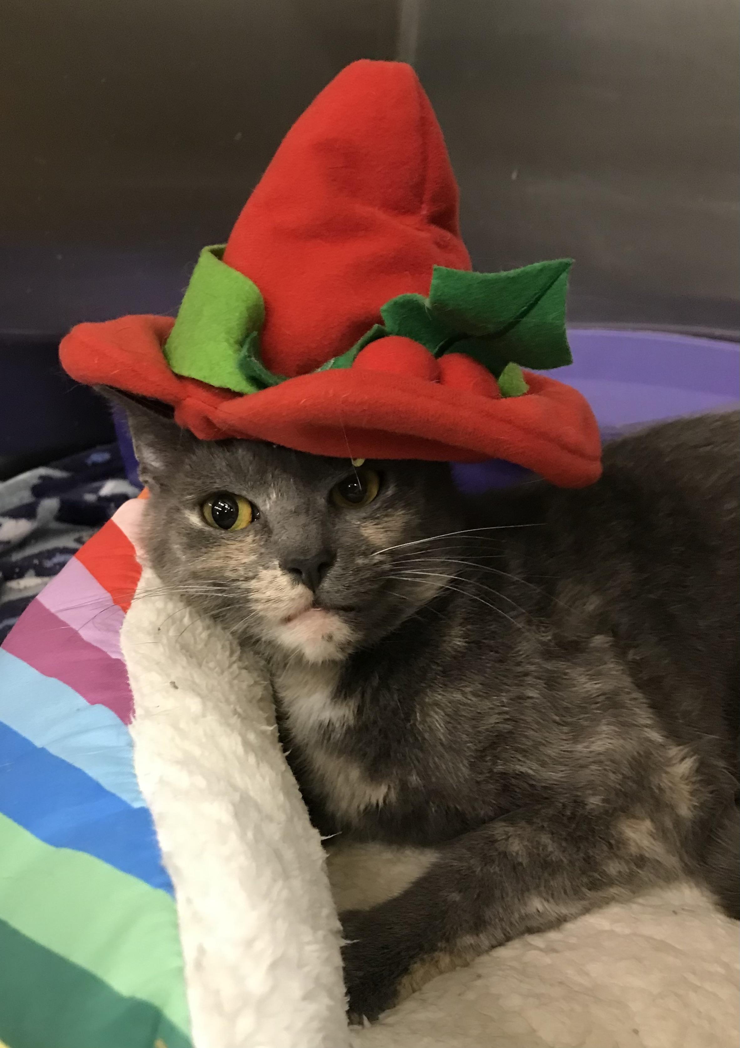 Delana, a Adoptable mixed breed in Columbia, SC image 2/3