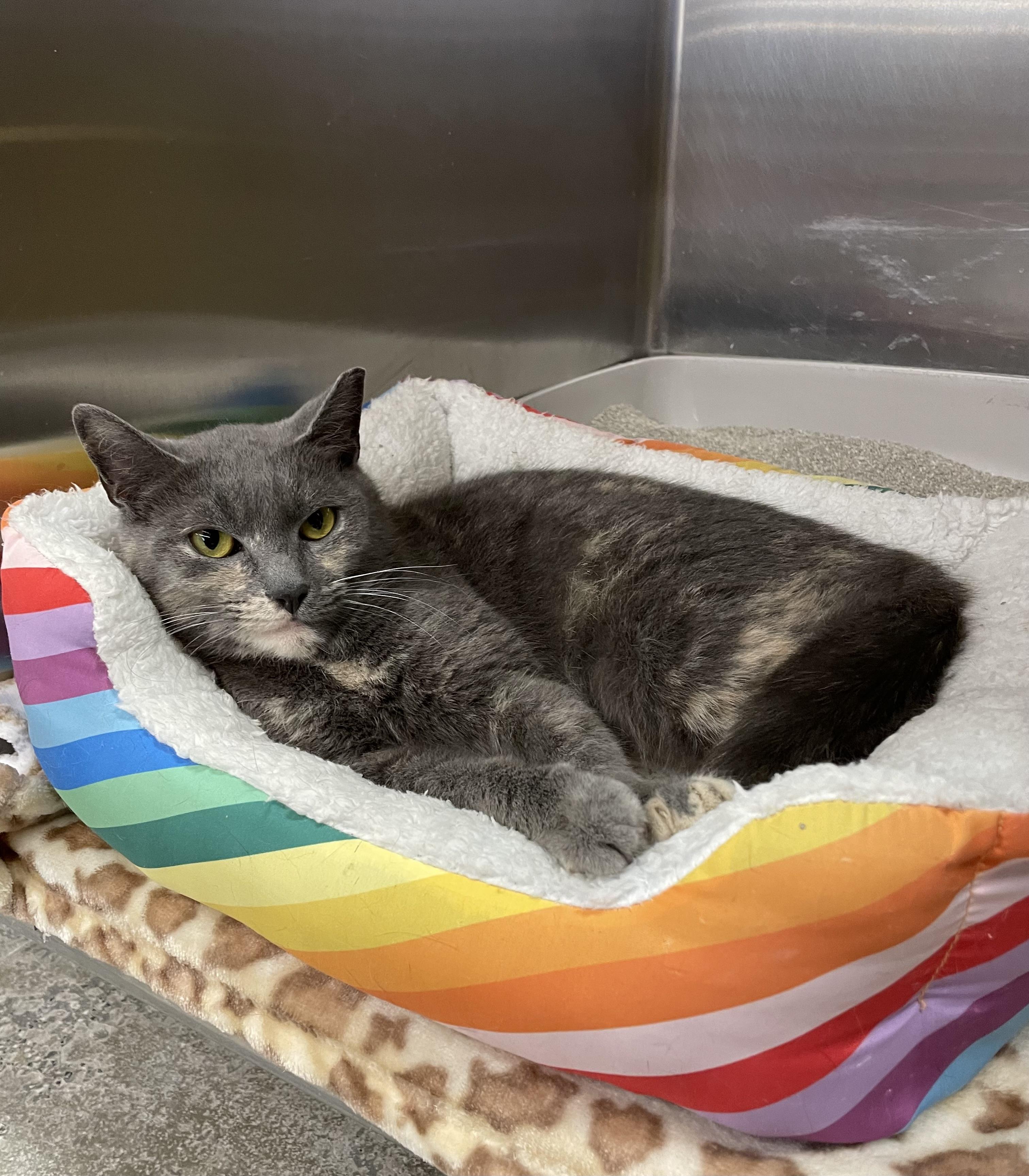 Delana, a Adoptable mixed breed in Columbia, SC image 3/3