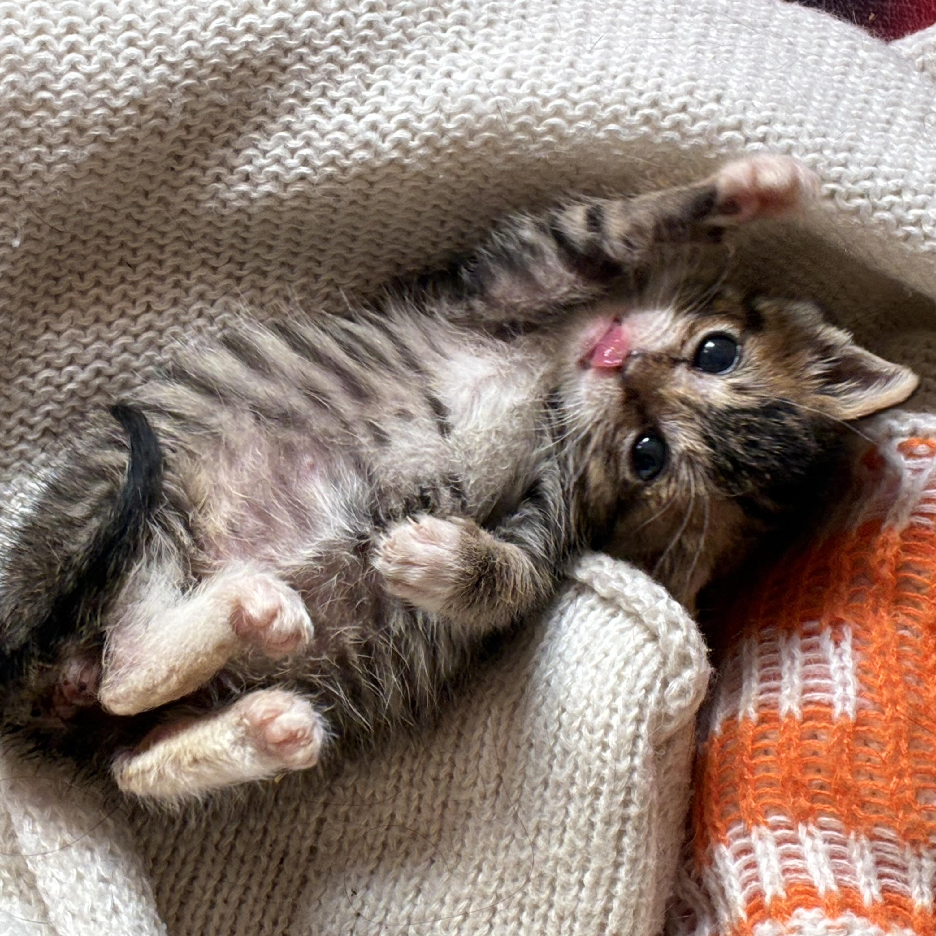 Enlarge Nicky , an adopted Tabby in Bayonne, NJ image 1/4