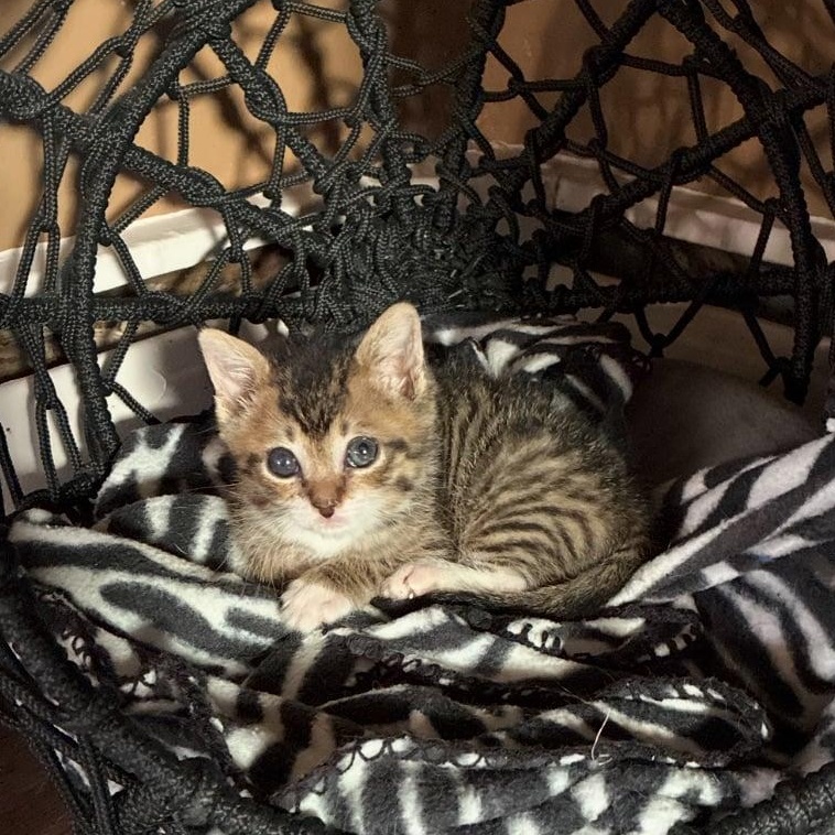 Enlarge Nicky , an adopted Tabby in Bayonne, NJ image 2/4