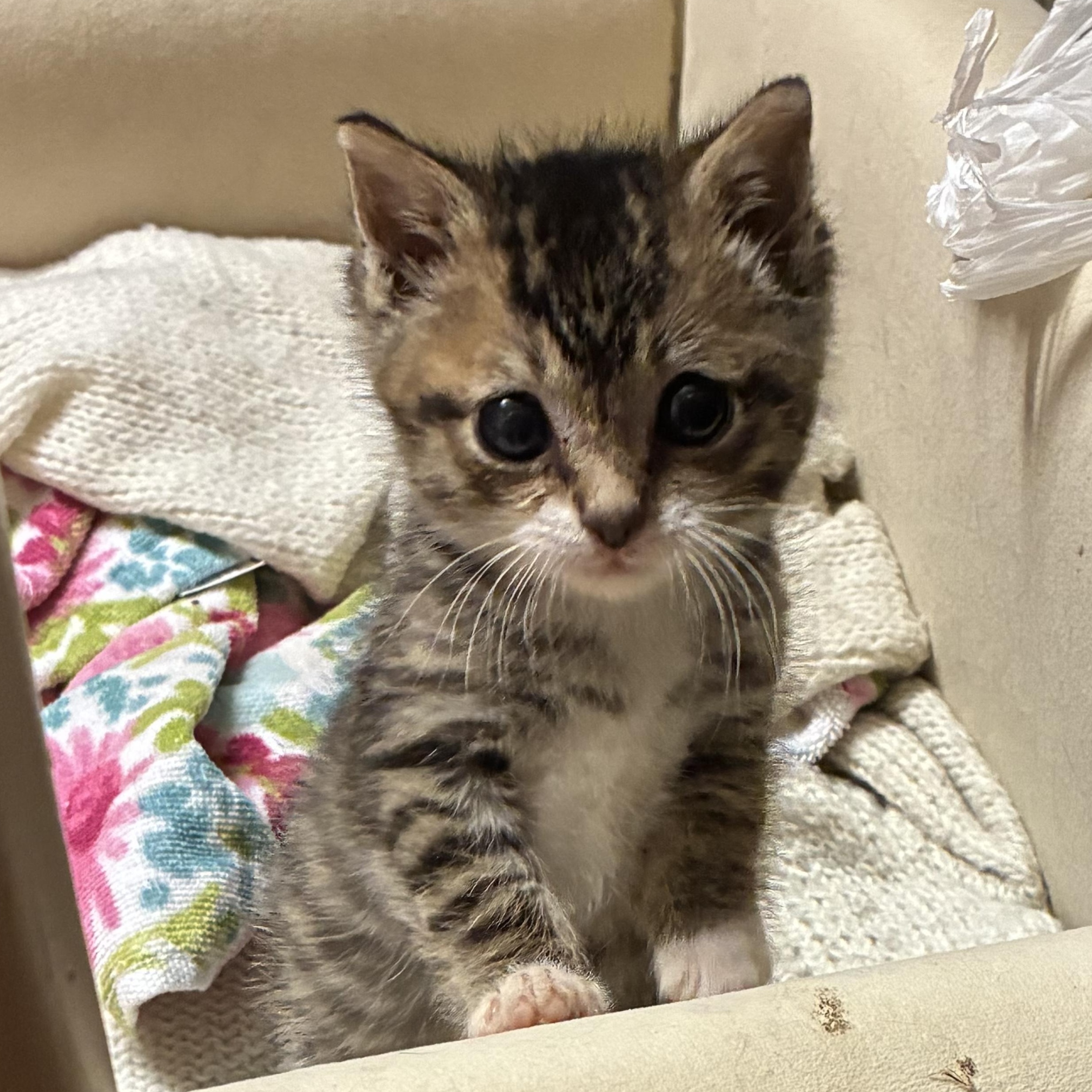 Enlarge Nicky , an adopted Tabby in Bayonne, NJ image 3/4