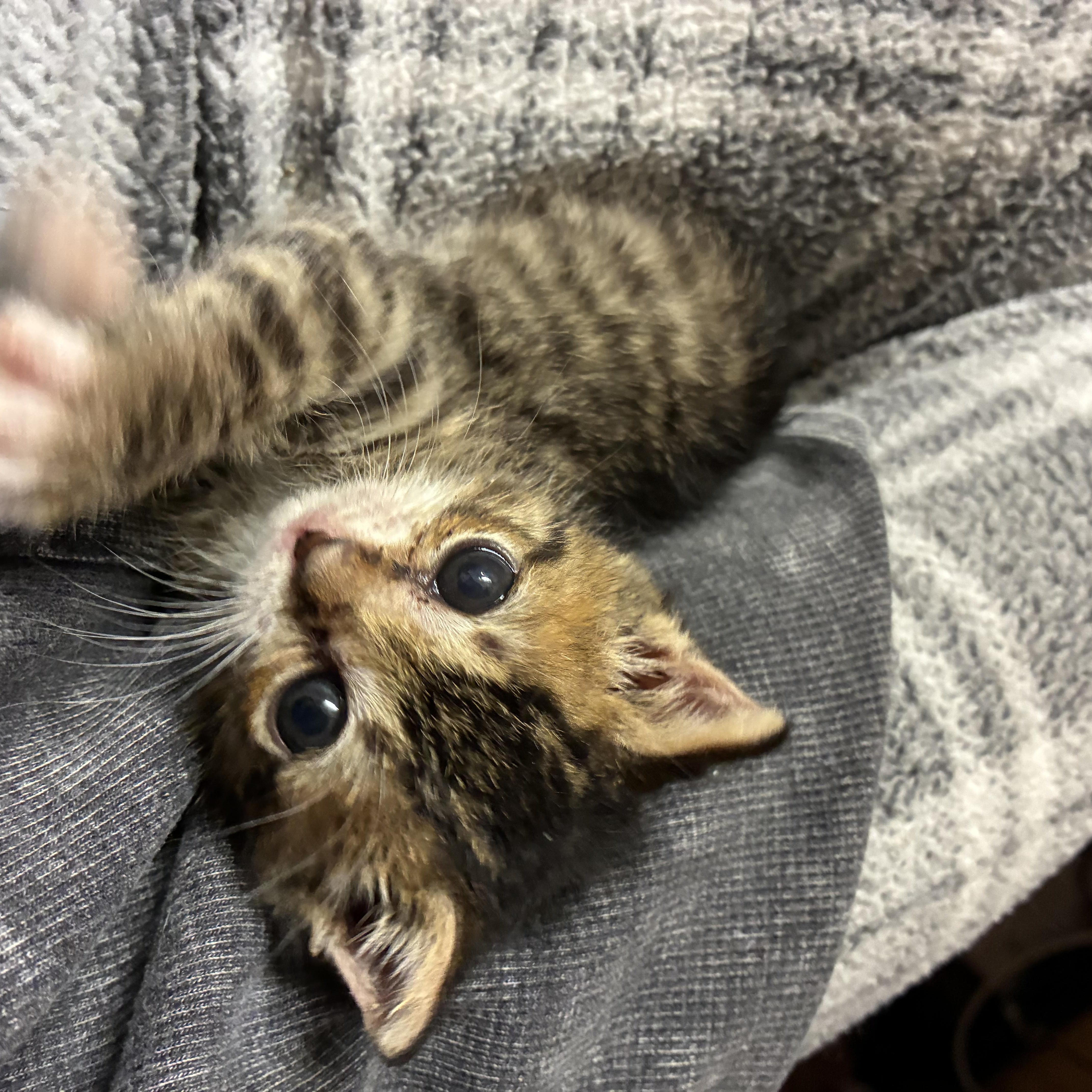 Enlarge Nicky , an adopted Tabby in Bayonne, NJ image 4/4