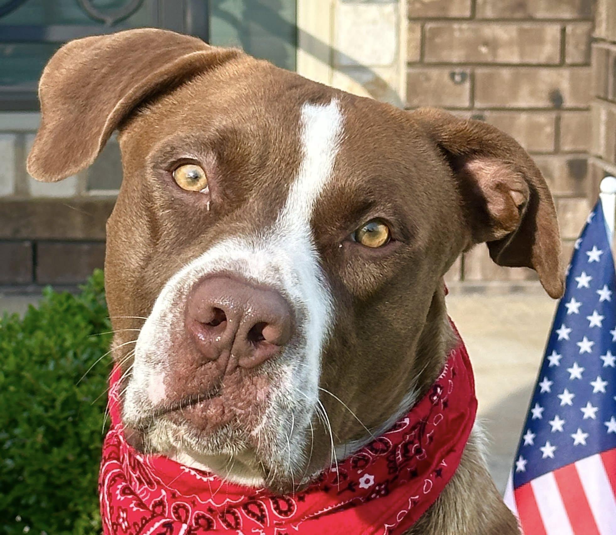 Gus, Adult Male Pit Bull Terrier