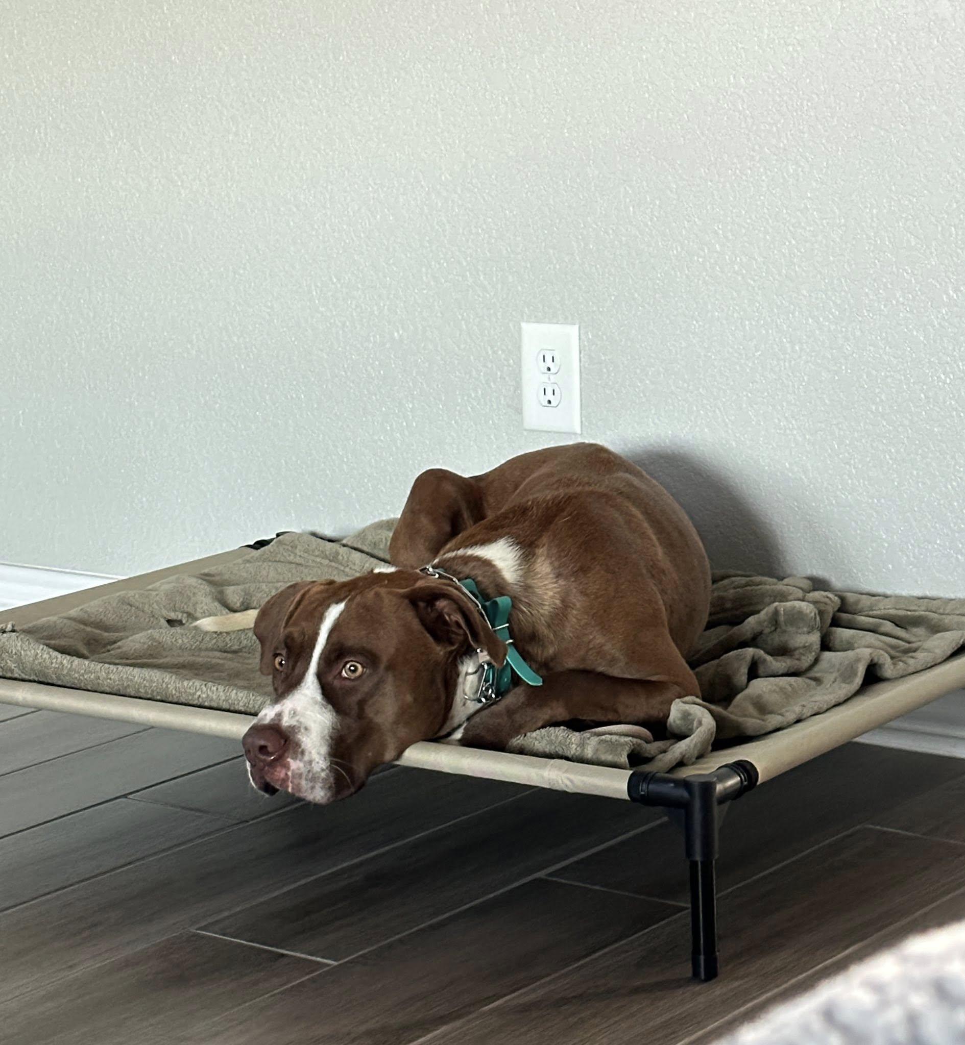 Gus photo 5