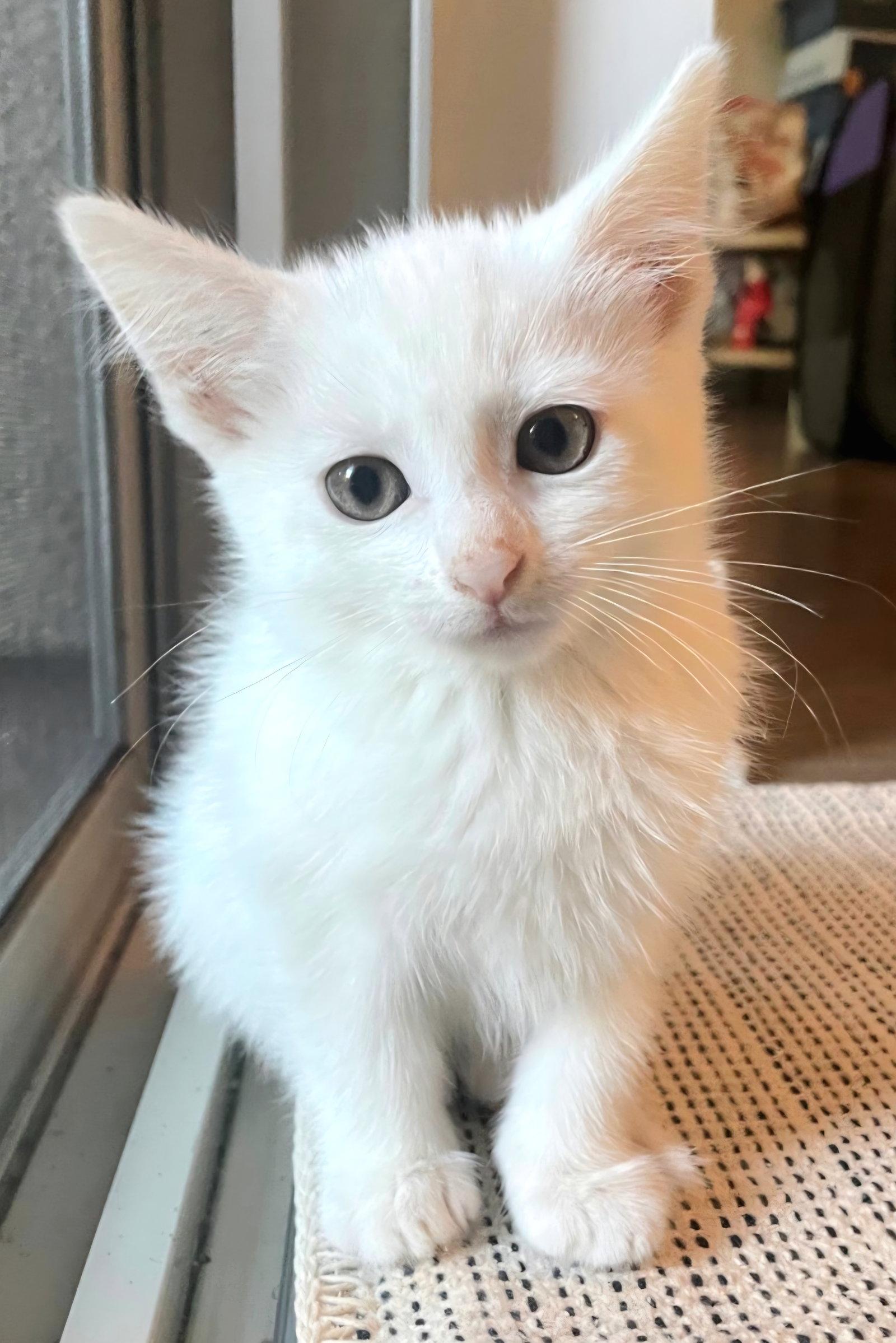 Soju, Adoptable, Kitten Male Domestic Short Hair.