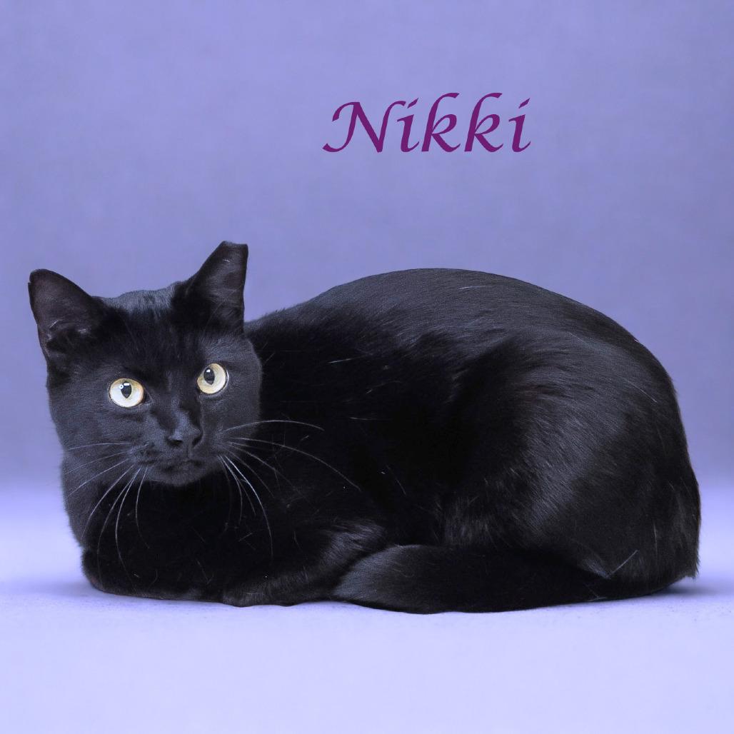 Nikki C25-290, Adoptable, Adult Female Domestic Short Hair.