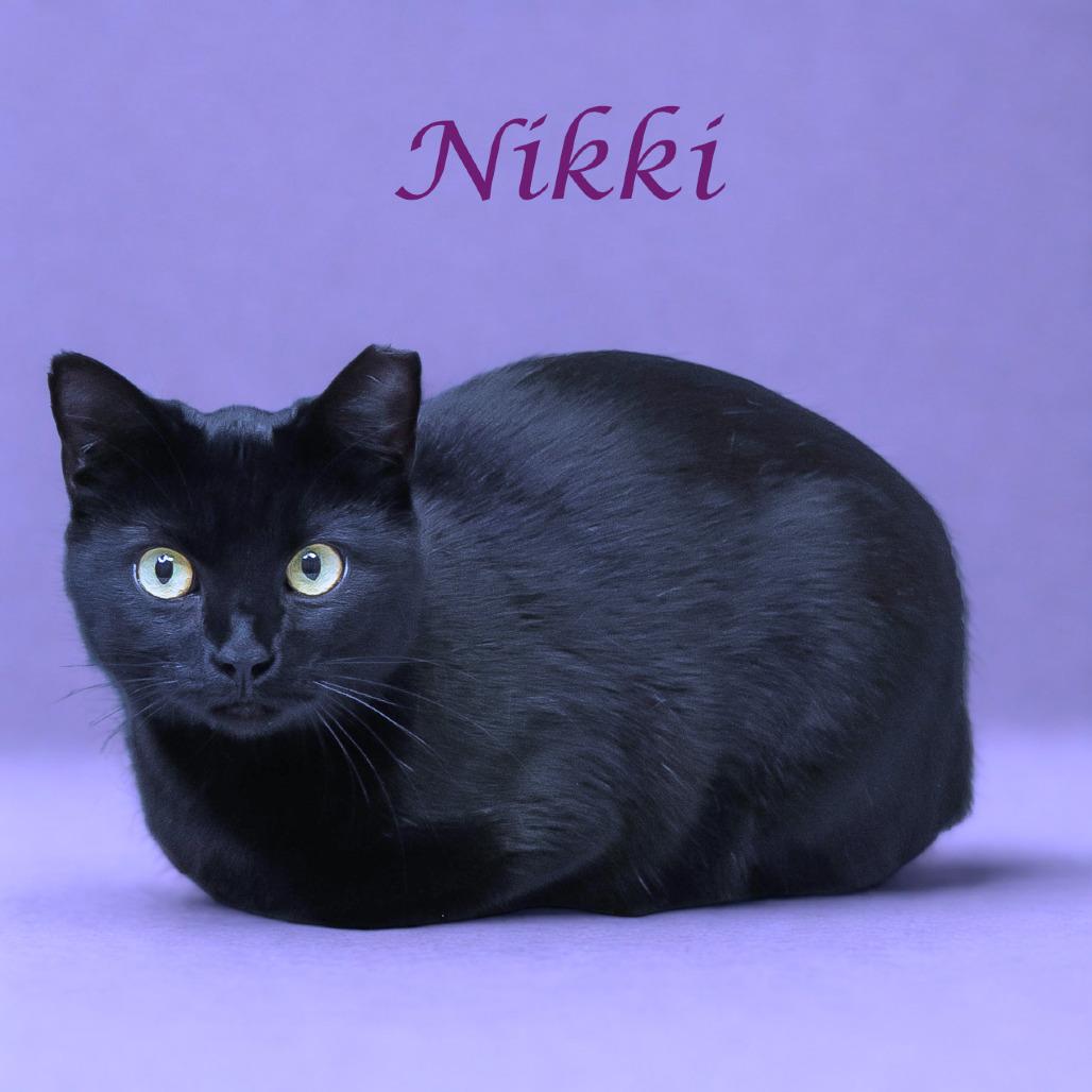 Nikki C25-290, a Adoptable Domestic Short Hair in Lebanon, TN image 2/6