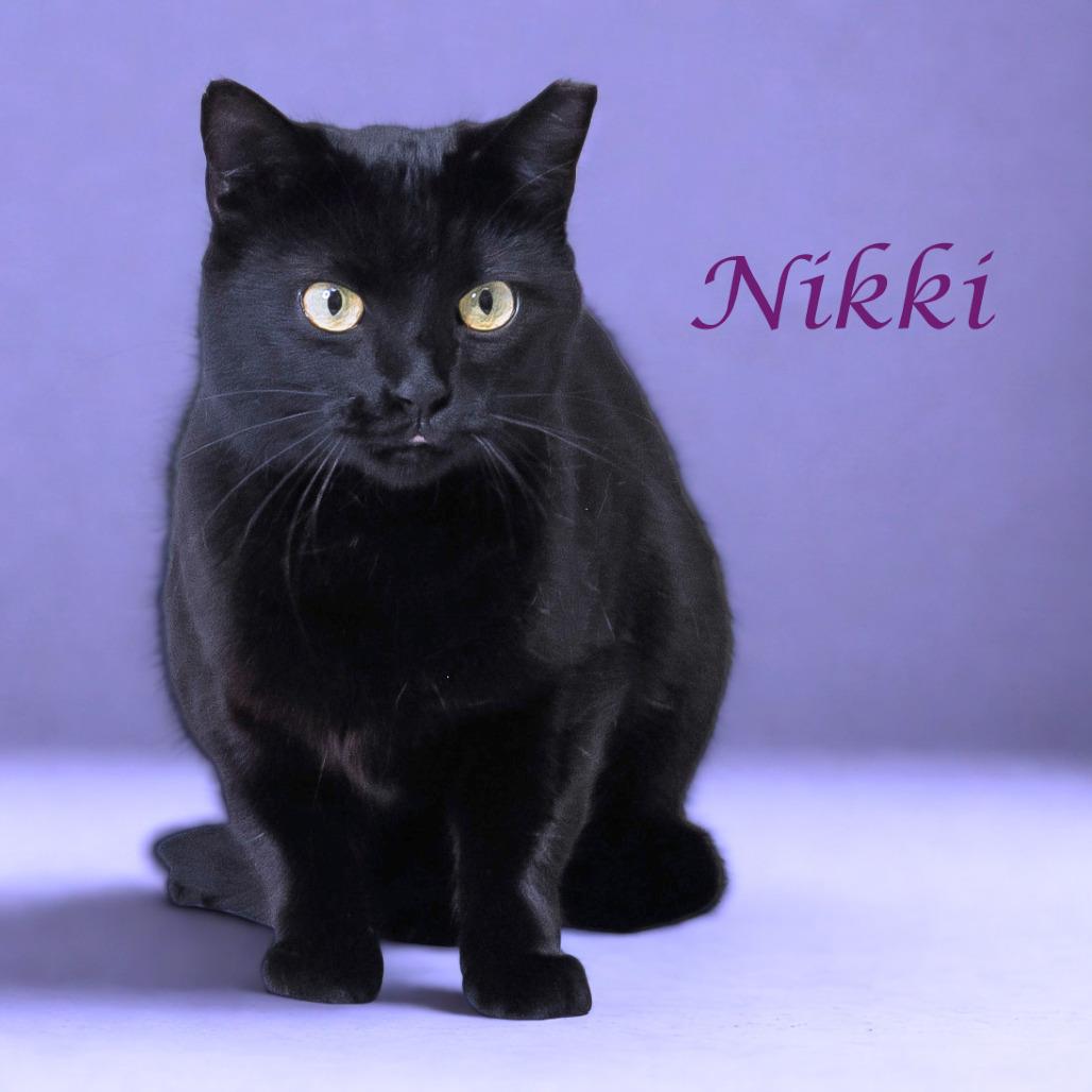 Nikki C25-290, a Adoptable Domestic Short Hair in Lebanon, TN image 3/6
