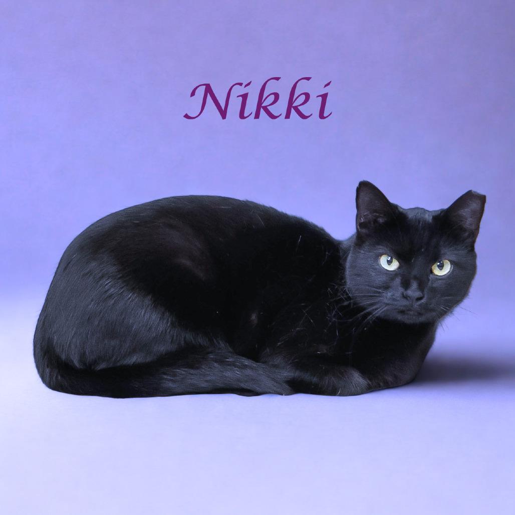 Nikki C25-290, a Adoptable Domestic Short Hair in Lebanon, TN image 4/6