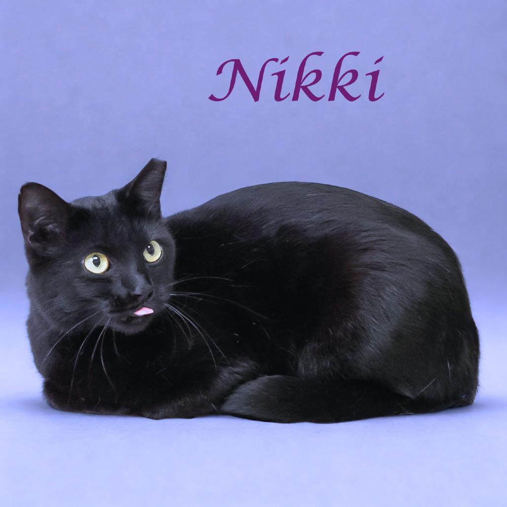 Nikki C25-290, a Adoptable Domestic Short Hair in Lebanon, TN image 5/6