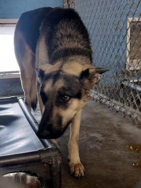 Jinx, Adoptable, Adult Female German Shepherd Dog.