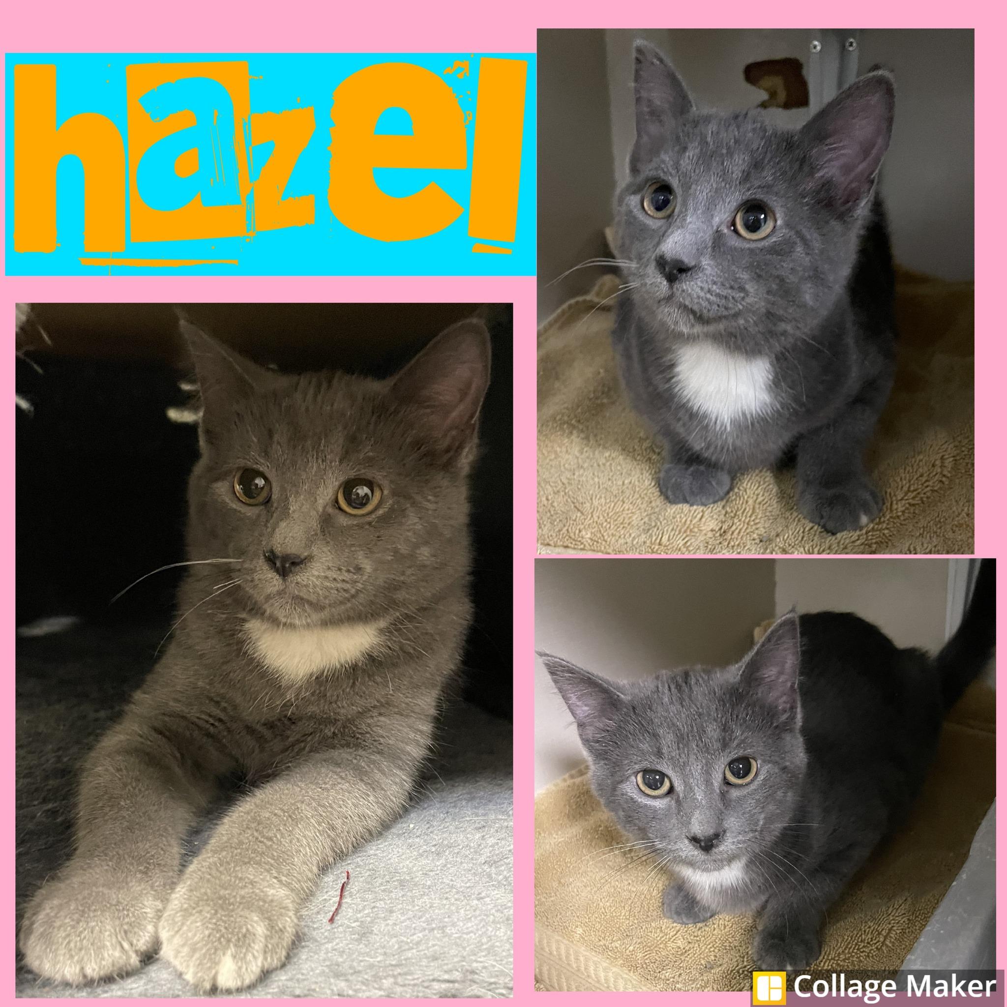 Hazel, ADOPTABLE, Young Female Domestic Short Hair.