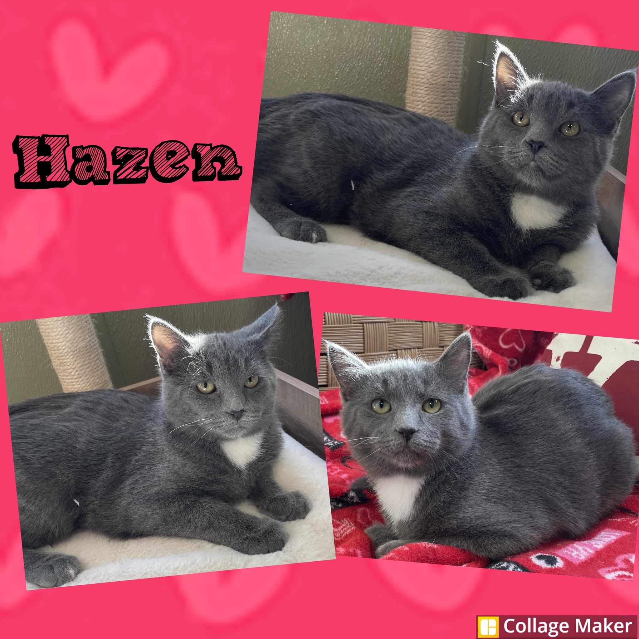 Enlarge Hazen, a ADOPTABLE mixed breed in Clearfield, PA image 1/1