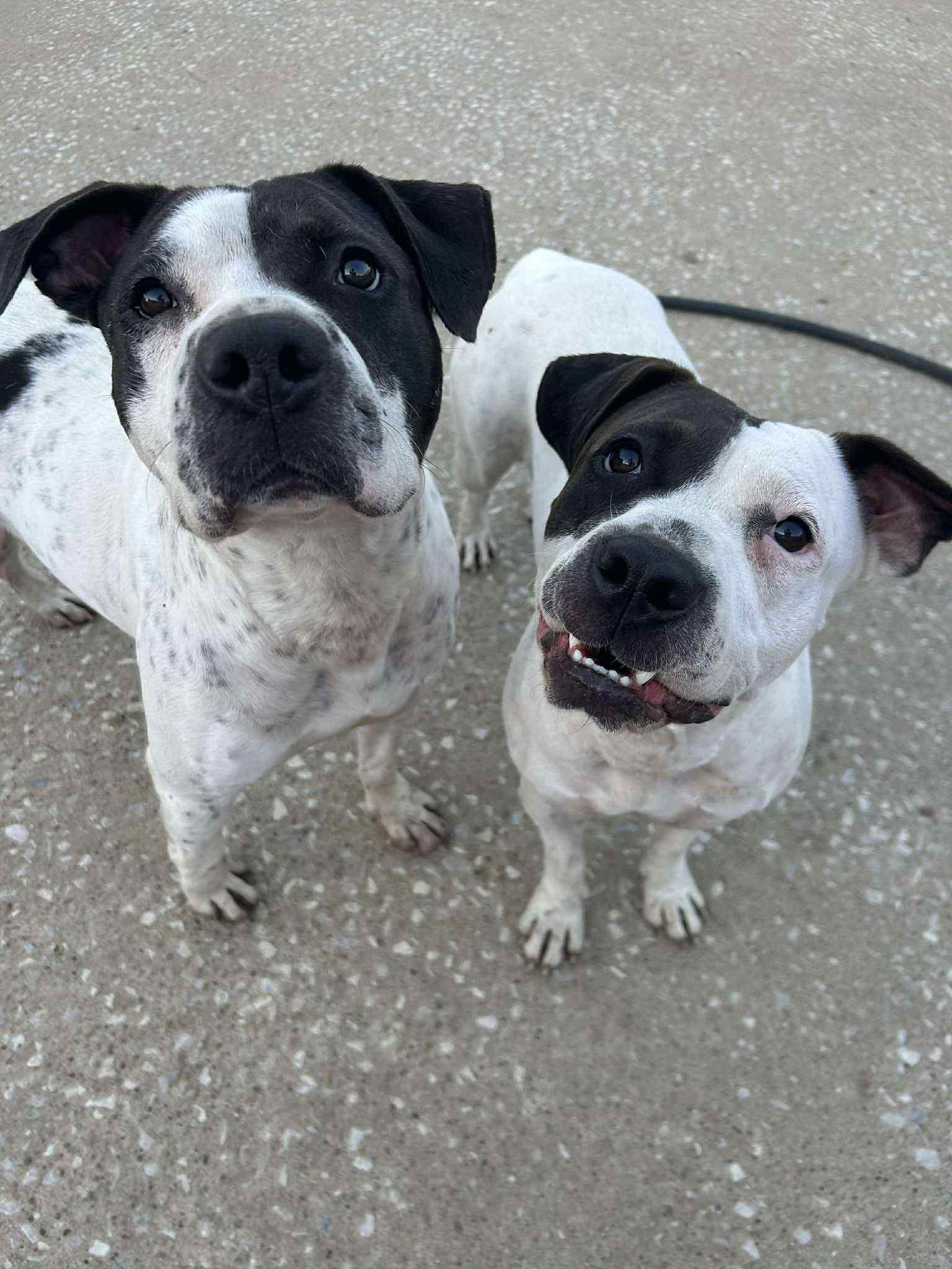 Chunky Monkey, Adoptable, Adult Male Shar-Pei & German Shorthaired Pointer.