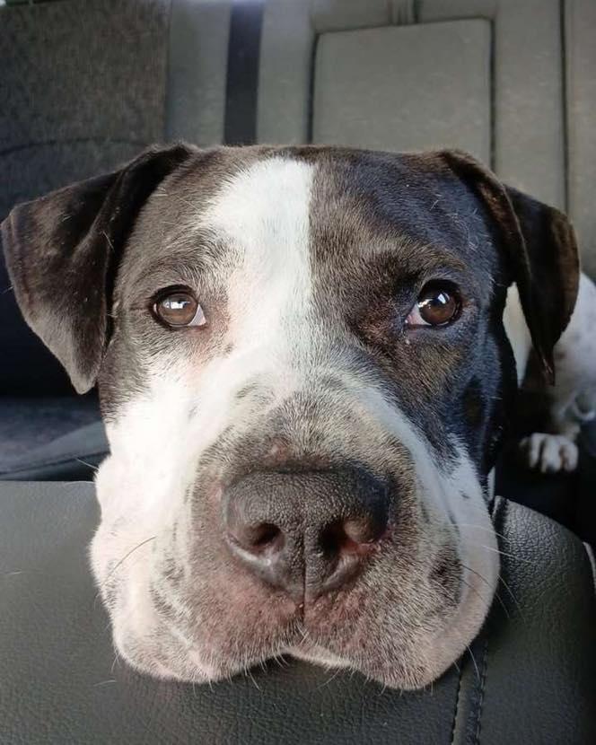 Chunky Monkey, a Adoptable mixed breed in Kansas City, MO image 4/6