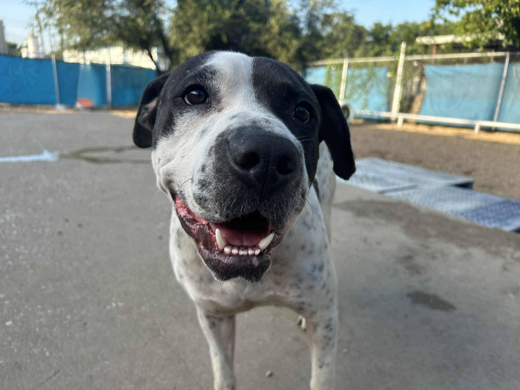 Chunky Monkey, a Adoptable mixed breed in Kansas City, MO image 5/6