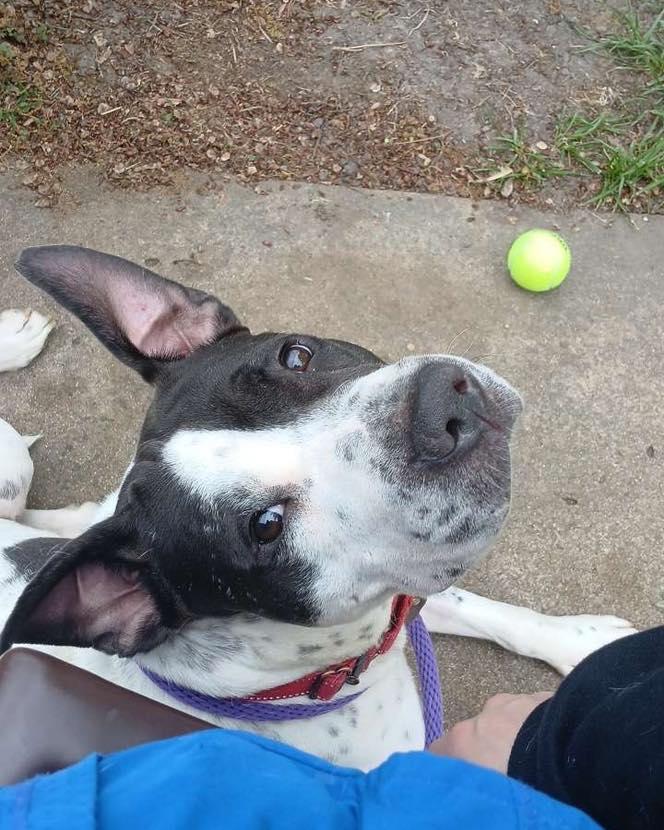 Chunky Monkey, a Adoptable mixed breed in Kansas City, MO image 6/6