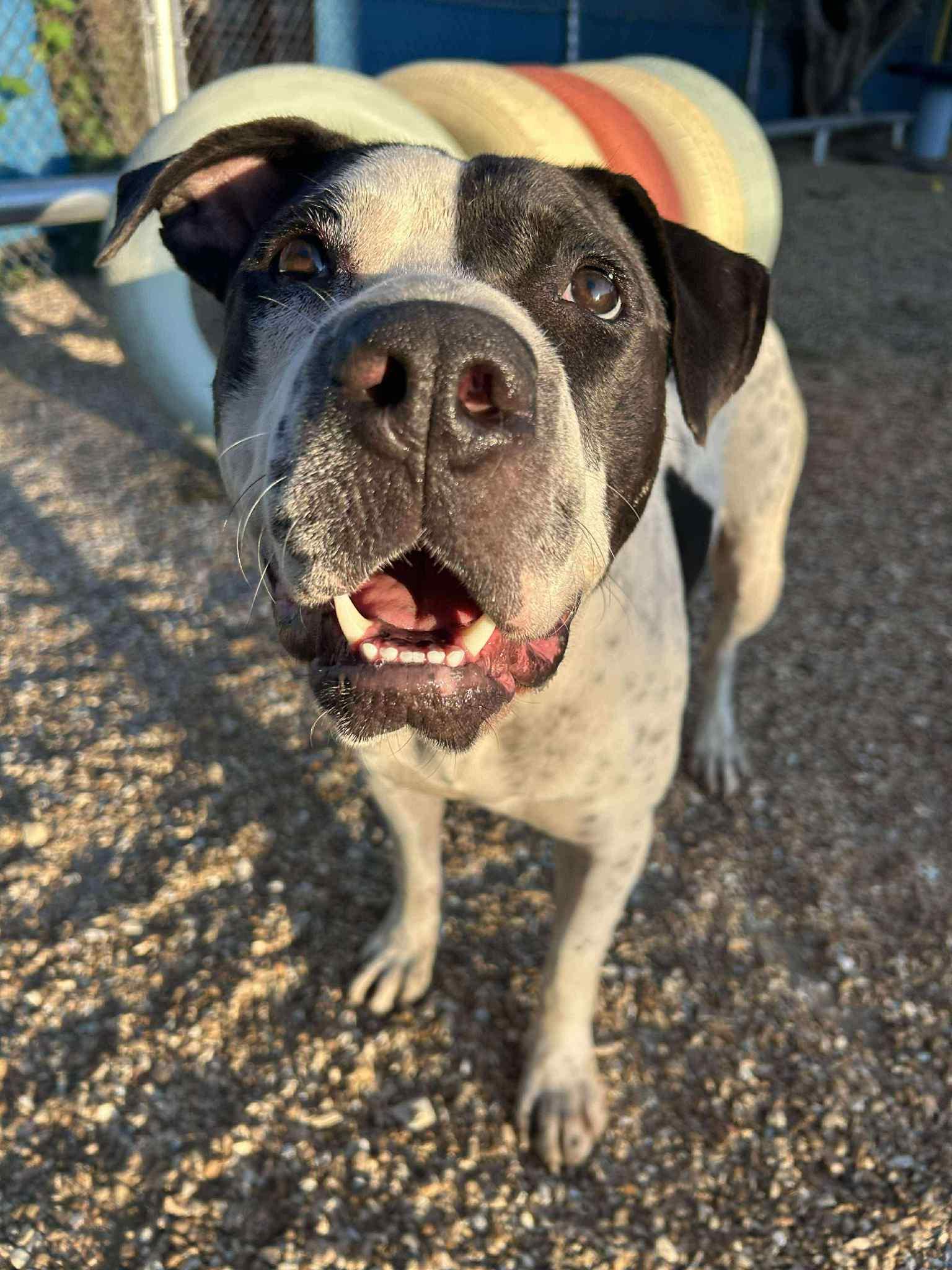Chunky Monkey, a Adoptable mixed breed in Kansas City, MO image 6/6