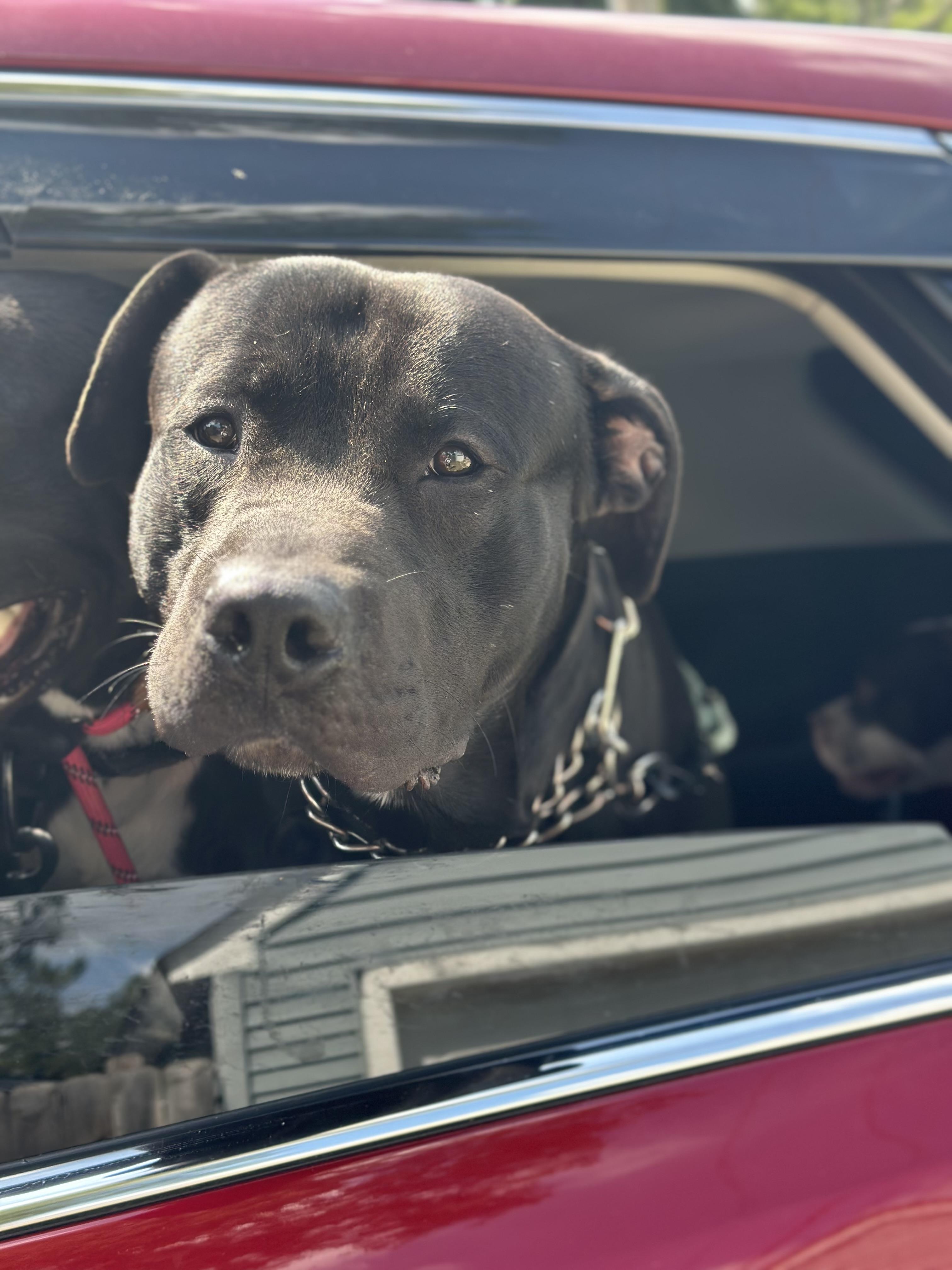 Junior