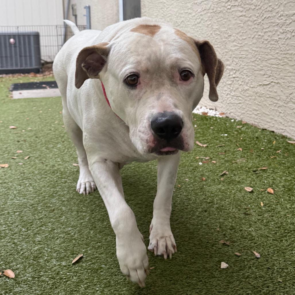 Emi, Adoptable, Adult Female Mixed Breed.