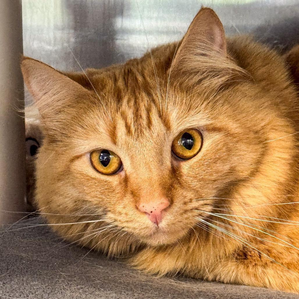 Molly Jane, Adoptable, Adult Female Domestic Medium Hair.