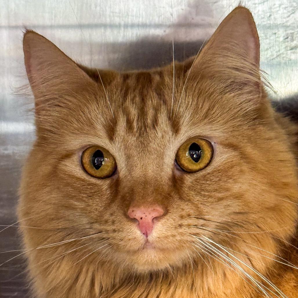 Enlarge Molly Jane, a Adoptable Domestic Medium Hair in Kennebunk, ME image 2/5