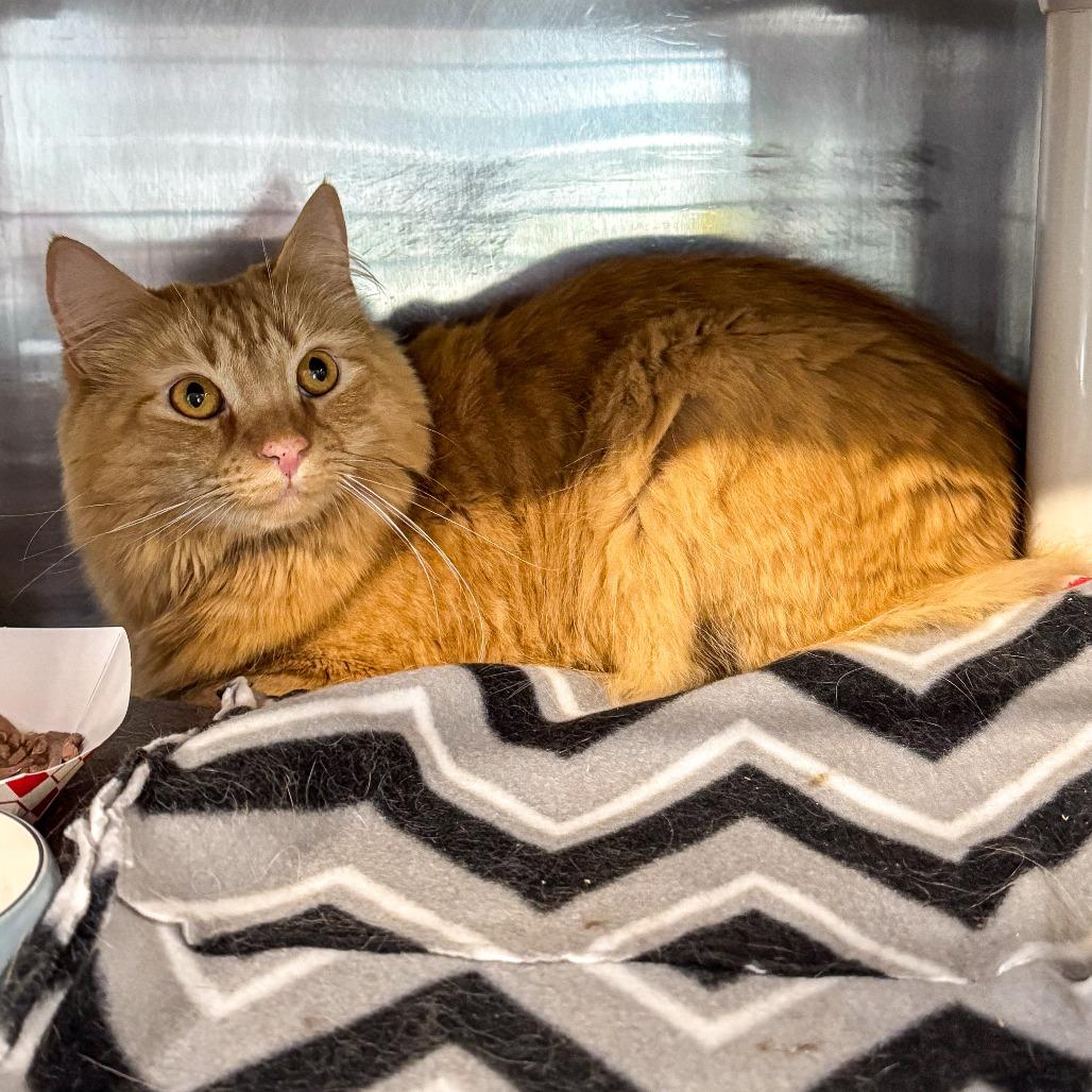 Enlarge Molly Jane, a Adoptable Domestic Medium Hair in Kennebunk, ME image 3/5