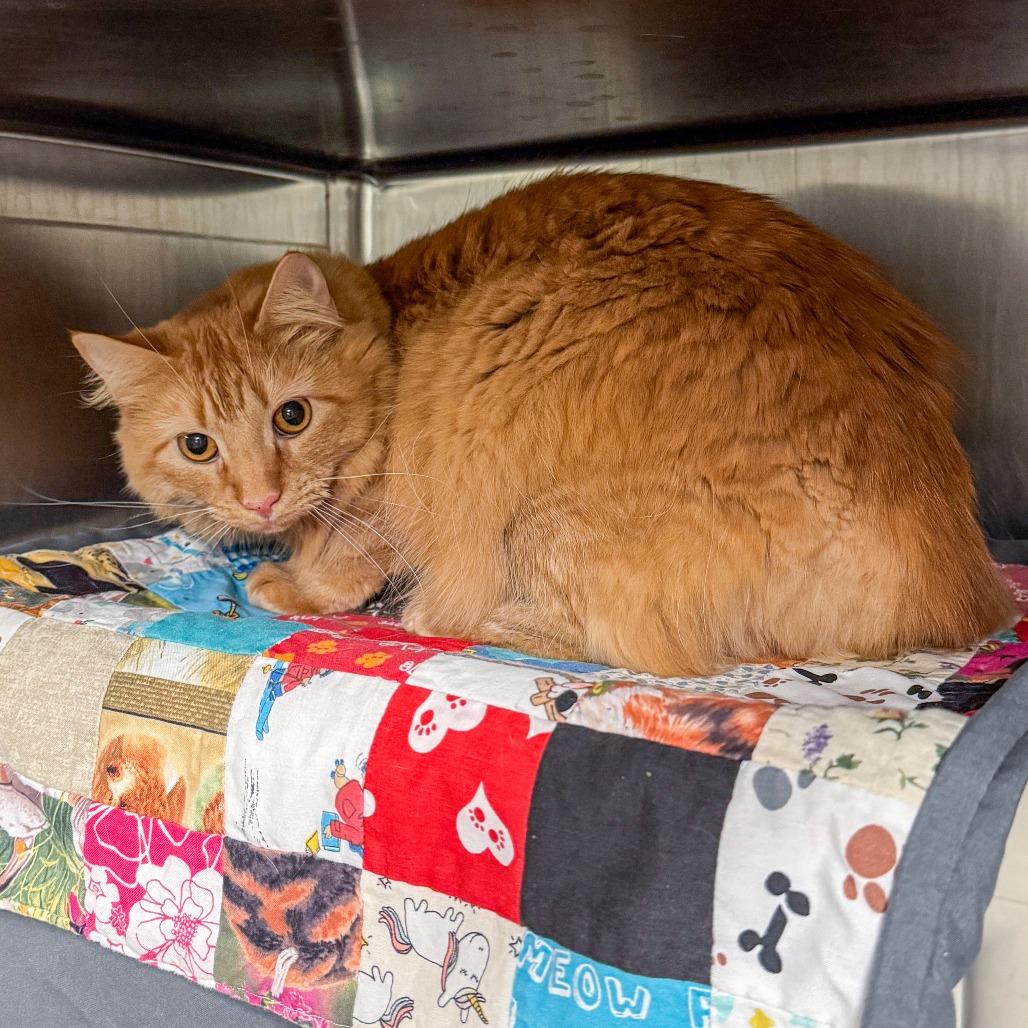 Enlarge Molly Jane, a Adoptable Domestic Medium Hair in Kennebunk, ME image 4/5