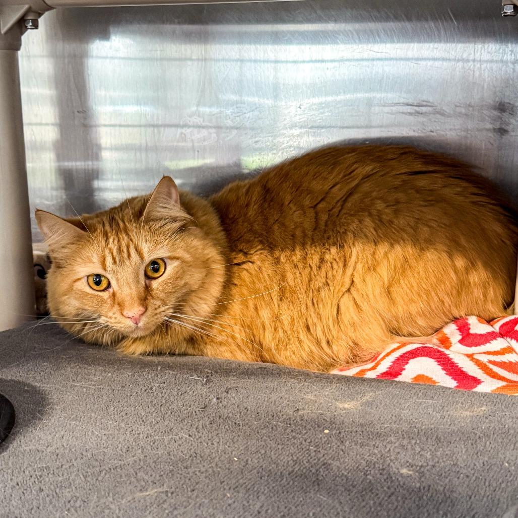 Enlarge Molly Jane, a Adoptable Domestic Medium Hair in Kennebunk, ME image 5/5