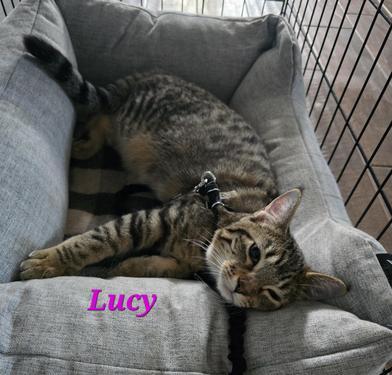 Lucy