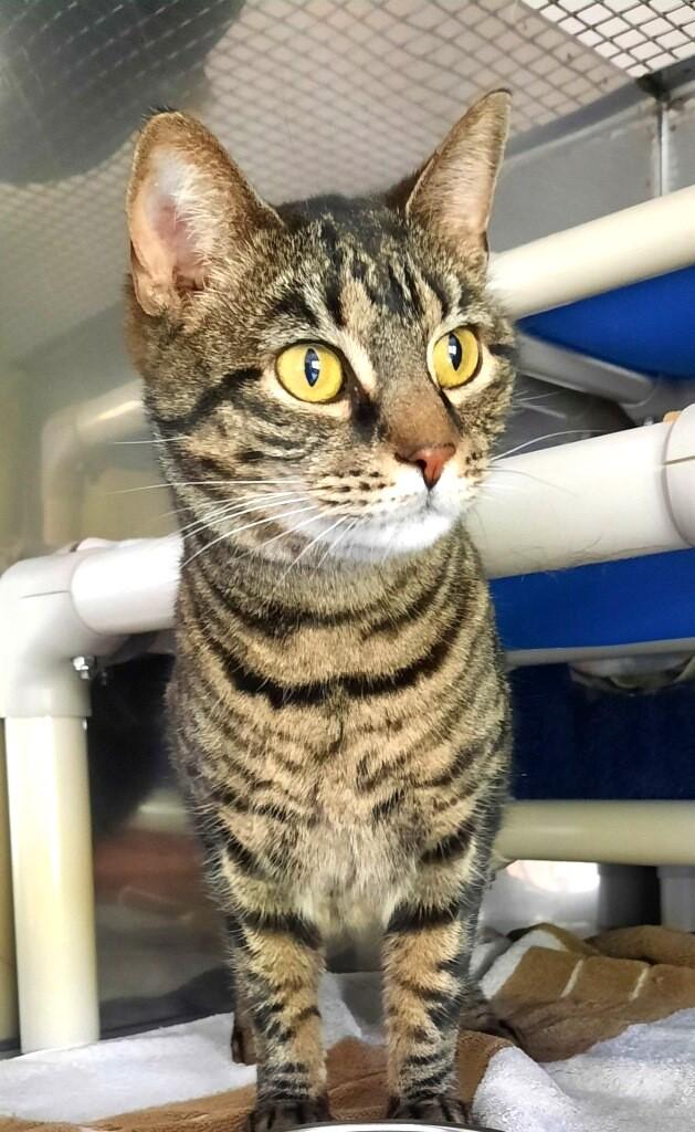 Fiona, a ADOPTABLE Domestic Short Hair in Floyd, VA image 4/5