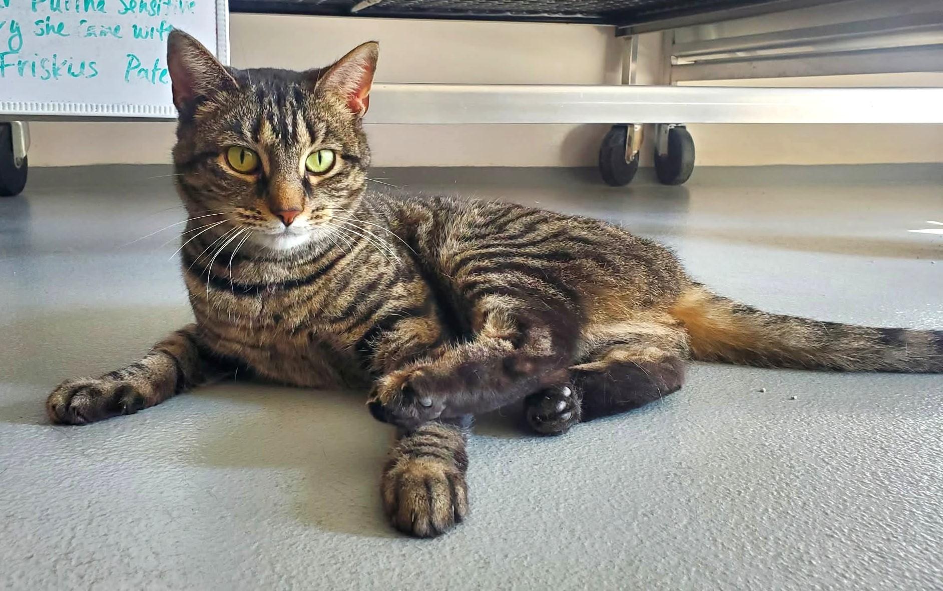 Fiona, ADOPTABLE, Adult Female Domestic Short Hair.