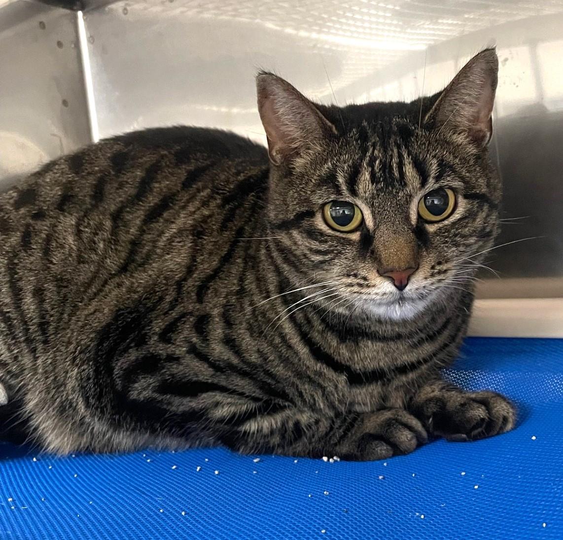 Fiona, ADOPTABLE, Adult Female Domestic Short Hair.
