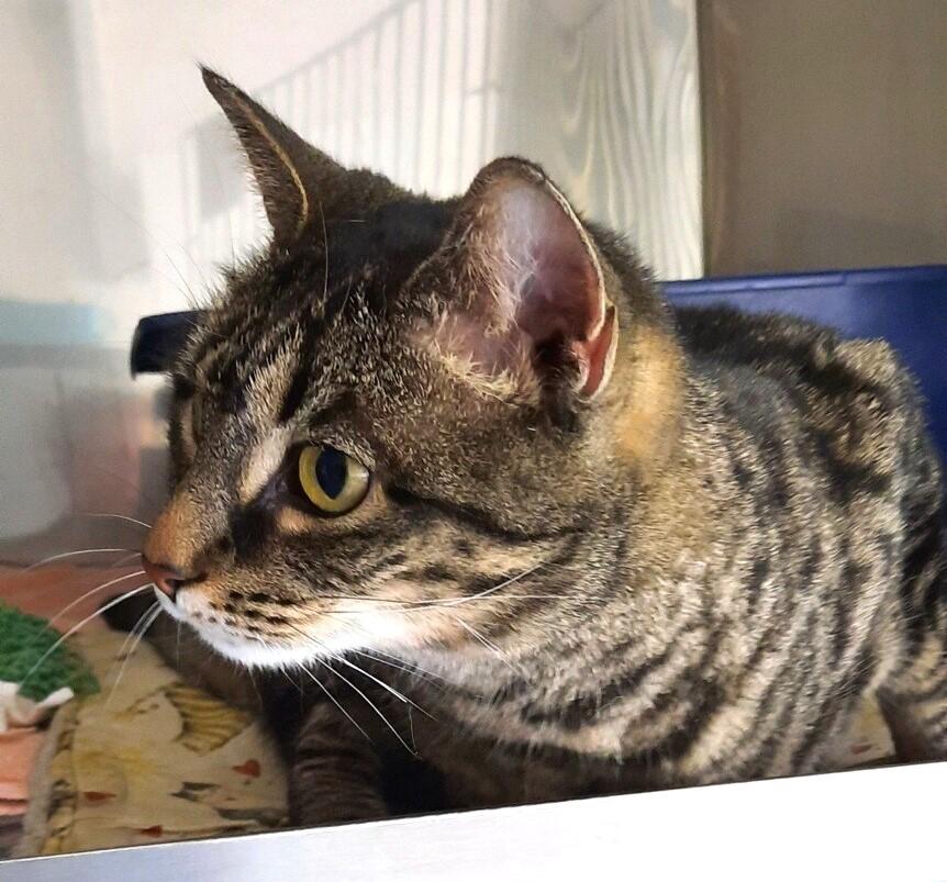 Fiona, a ADOPTABLE Domestic Short Hair in Floyd, VA image 5/5