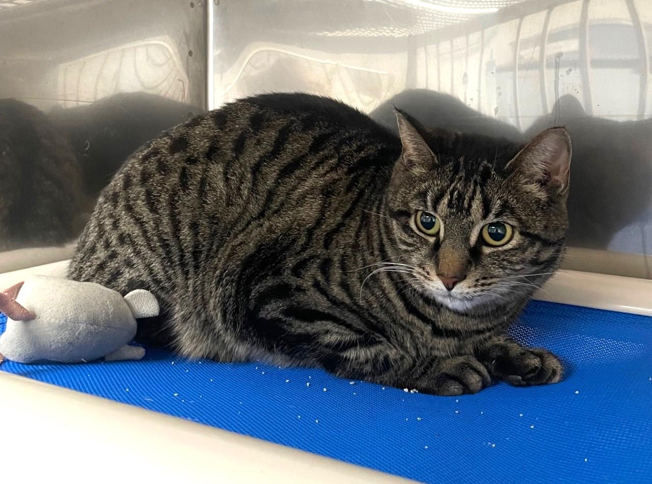 Fiona, a ADOPTABLE Domestic Short Hair in Floyd, VA image 2/2