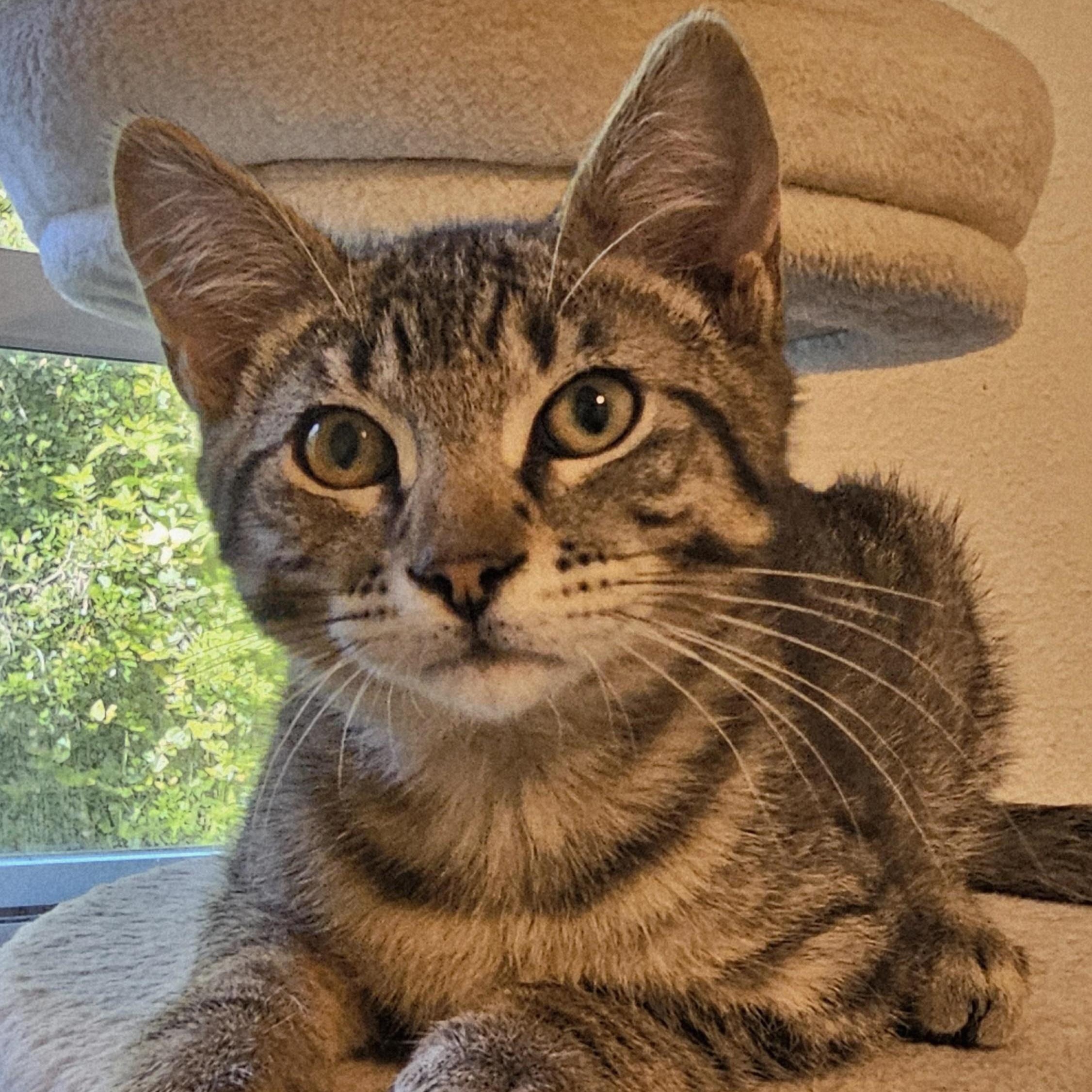 Enlarge Wally - Sweet and Fun, a ADOPTABLE Tabby in Hoquiam, WA image 2/3