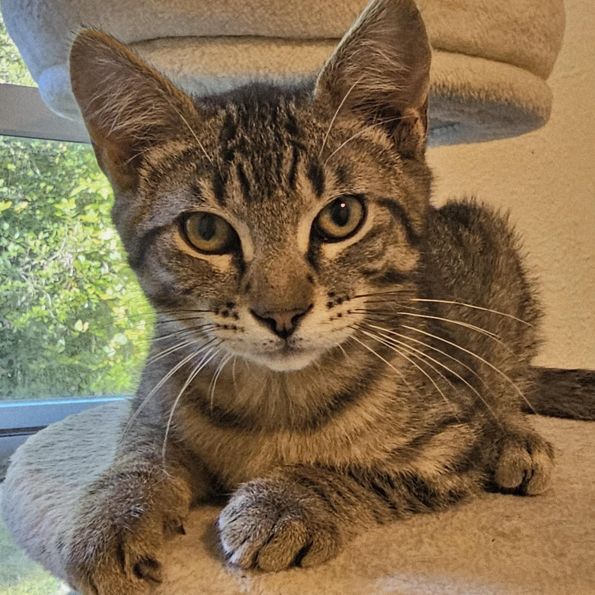Enlarge Wally - Sweet and Fun, a ADOPTABLE Tabby in Hoquiam, WA image 1/3