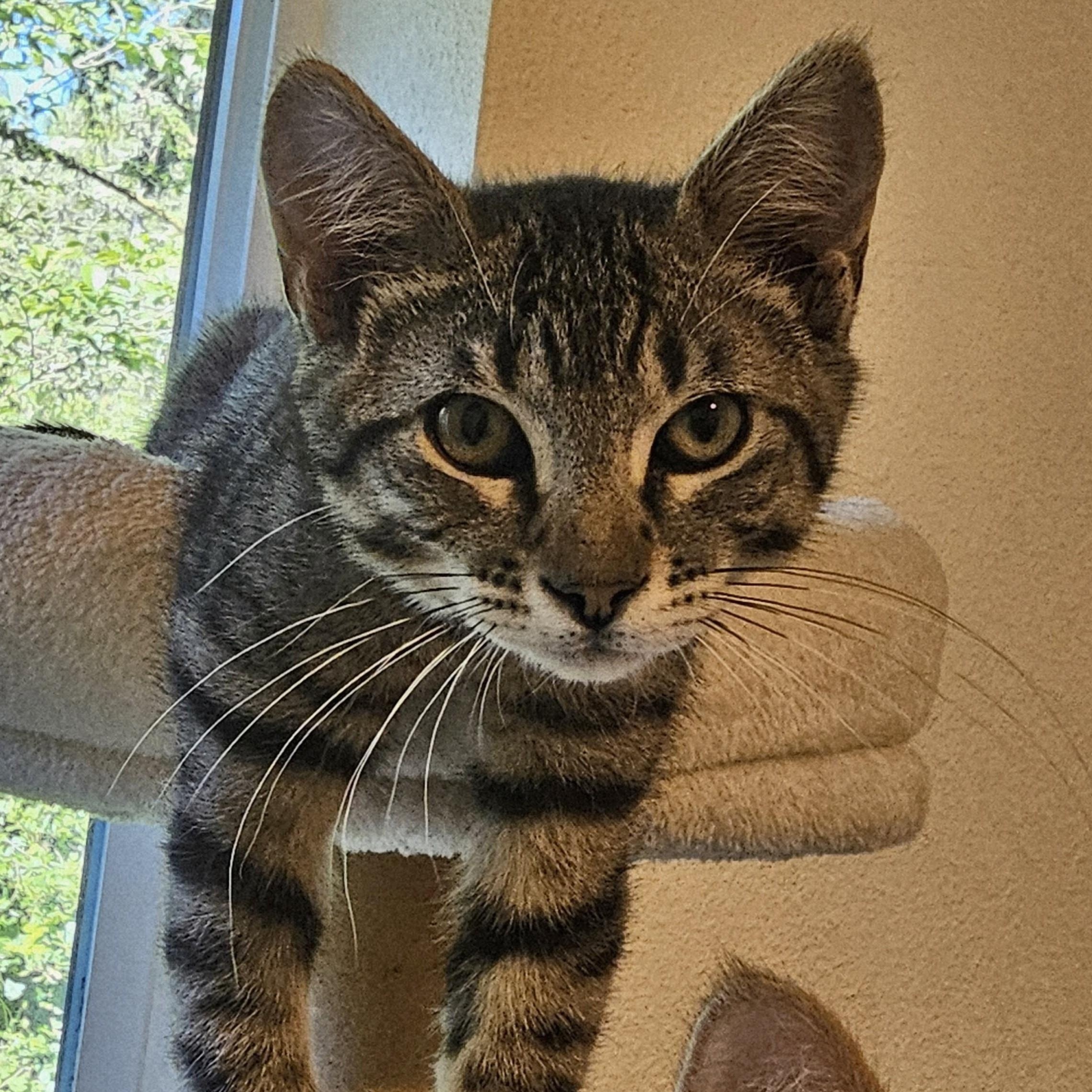 Enlarge Wally - Sweet and Fun, a ADOPTABLE Tabby in Hoquiam, WA image 3/3