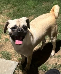 Biscuit, a Adoptable mixed breed in Claremore, OK image 1/4