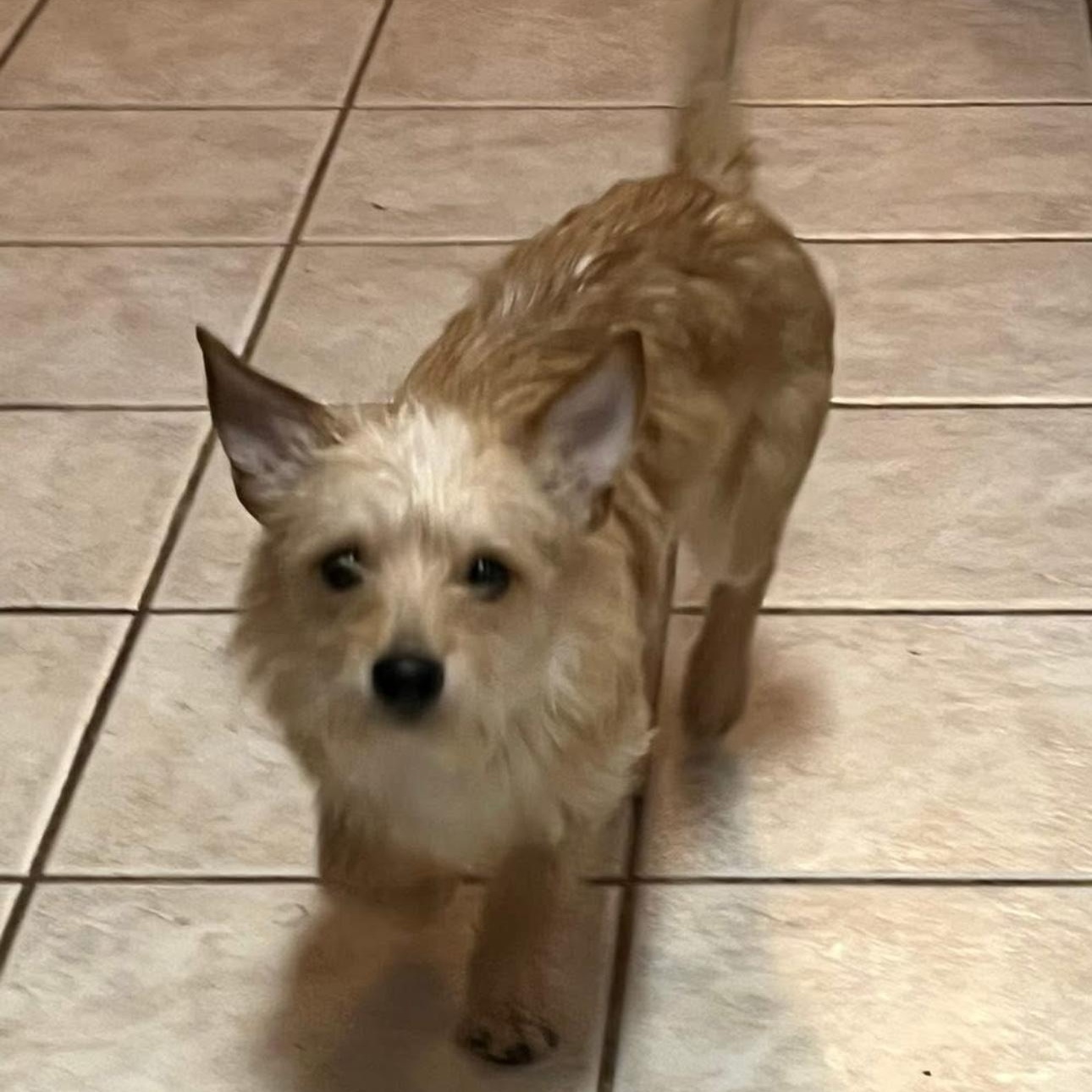 2128 Travis aka Travvy, a ADOPTABLE Terrier in Springfield, MO image 1/4