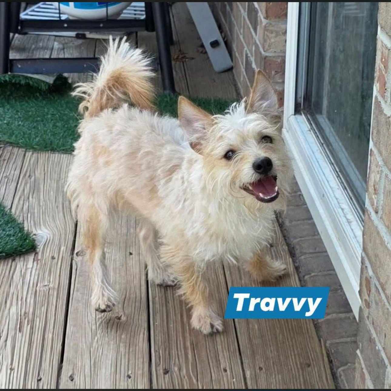 2128 Travis aka Travvy, a ADOPTABLE Terrier in Springfield, MO image 1/4