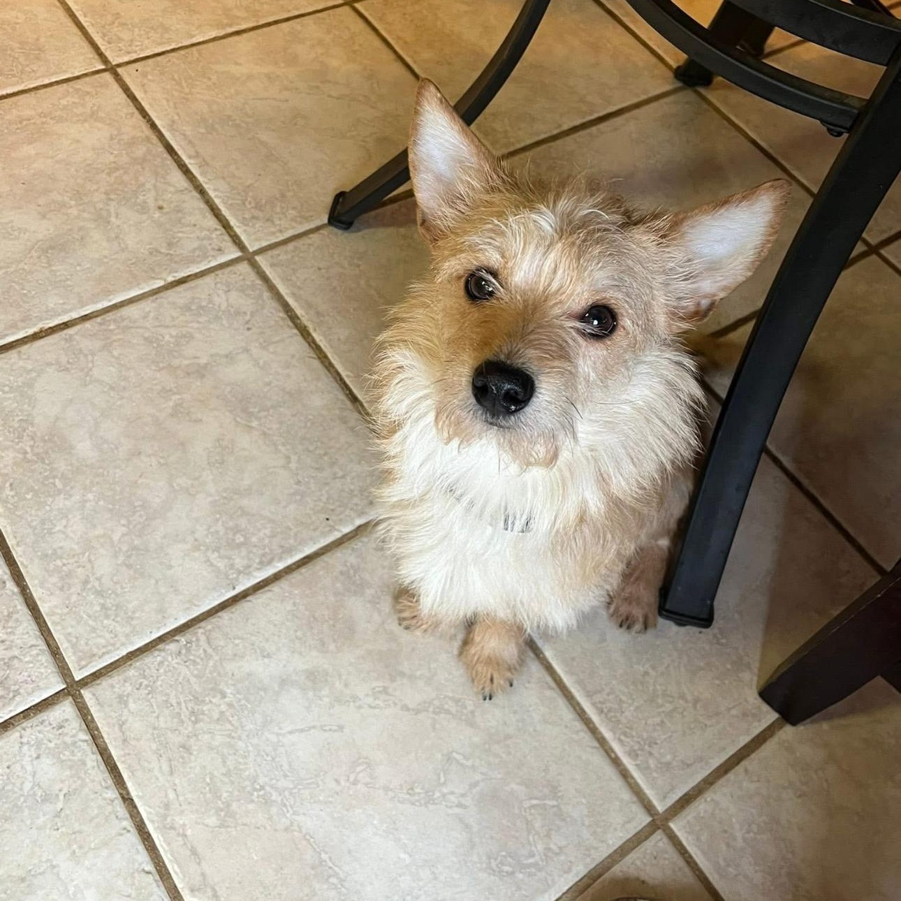 2128 Travis aka Travvy, a ADOPTABLE Terrier in Springfield, MO image 4/4