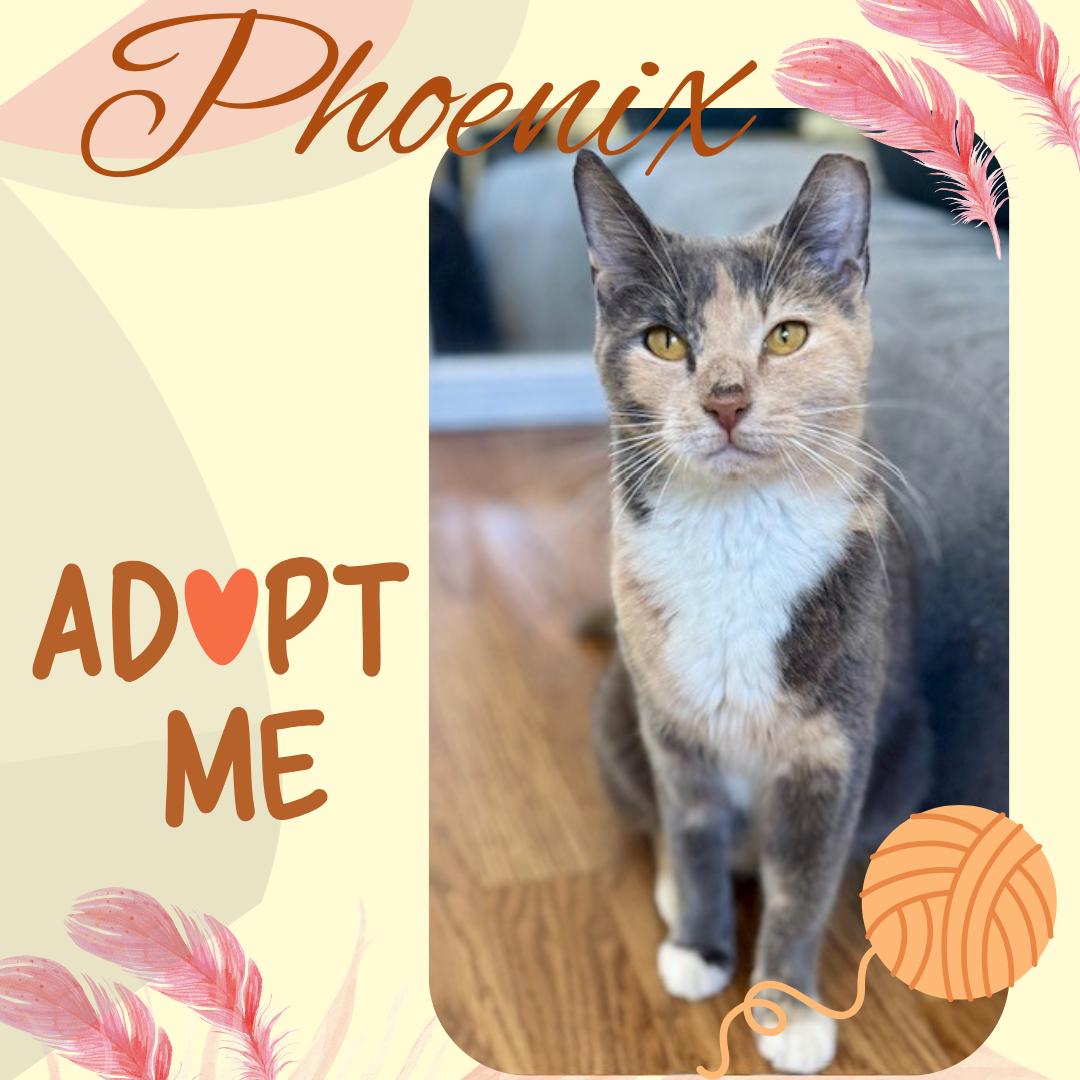 Enlarge Phoenix, a ADOPTABLE Dilute Calico in Bronx, NY image 1/1